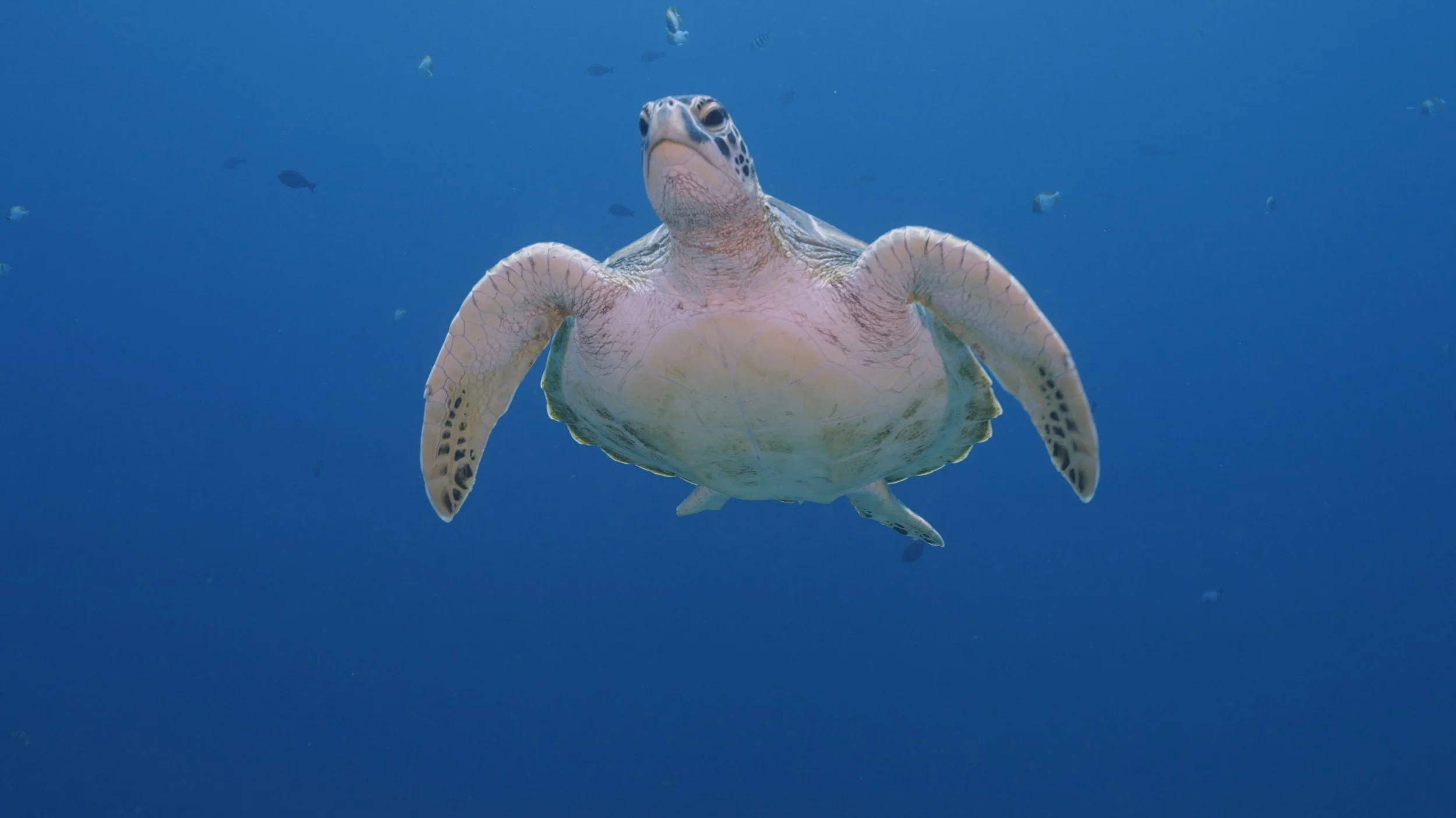 A sea turtle swimming underwater in the ocean with a blue background and small fish surrounding it.