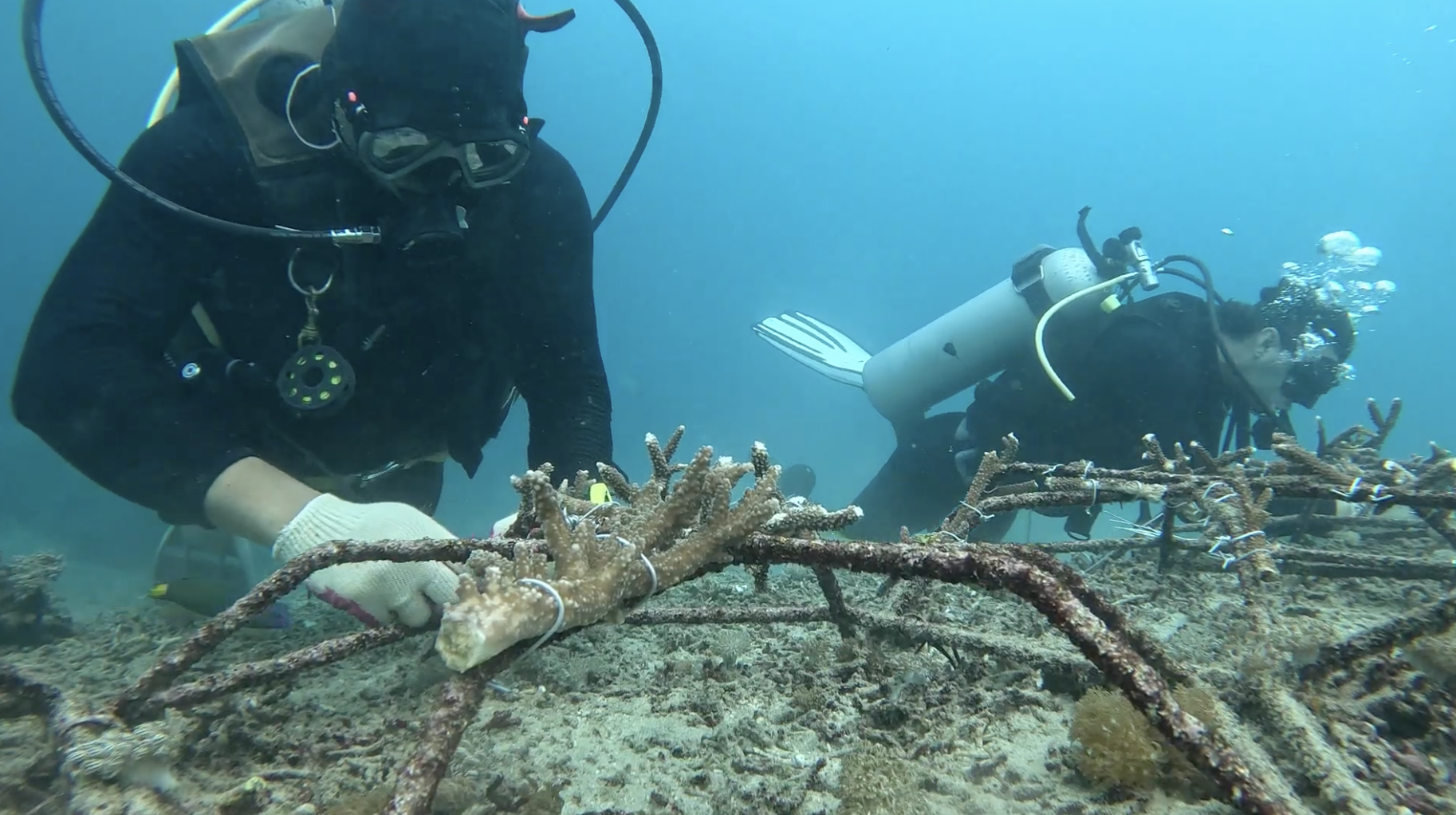 Yudi and Nico transplanting corals