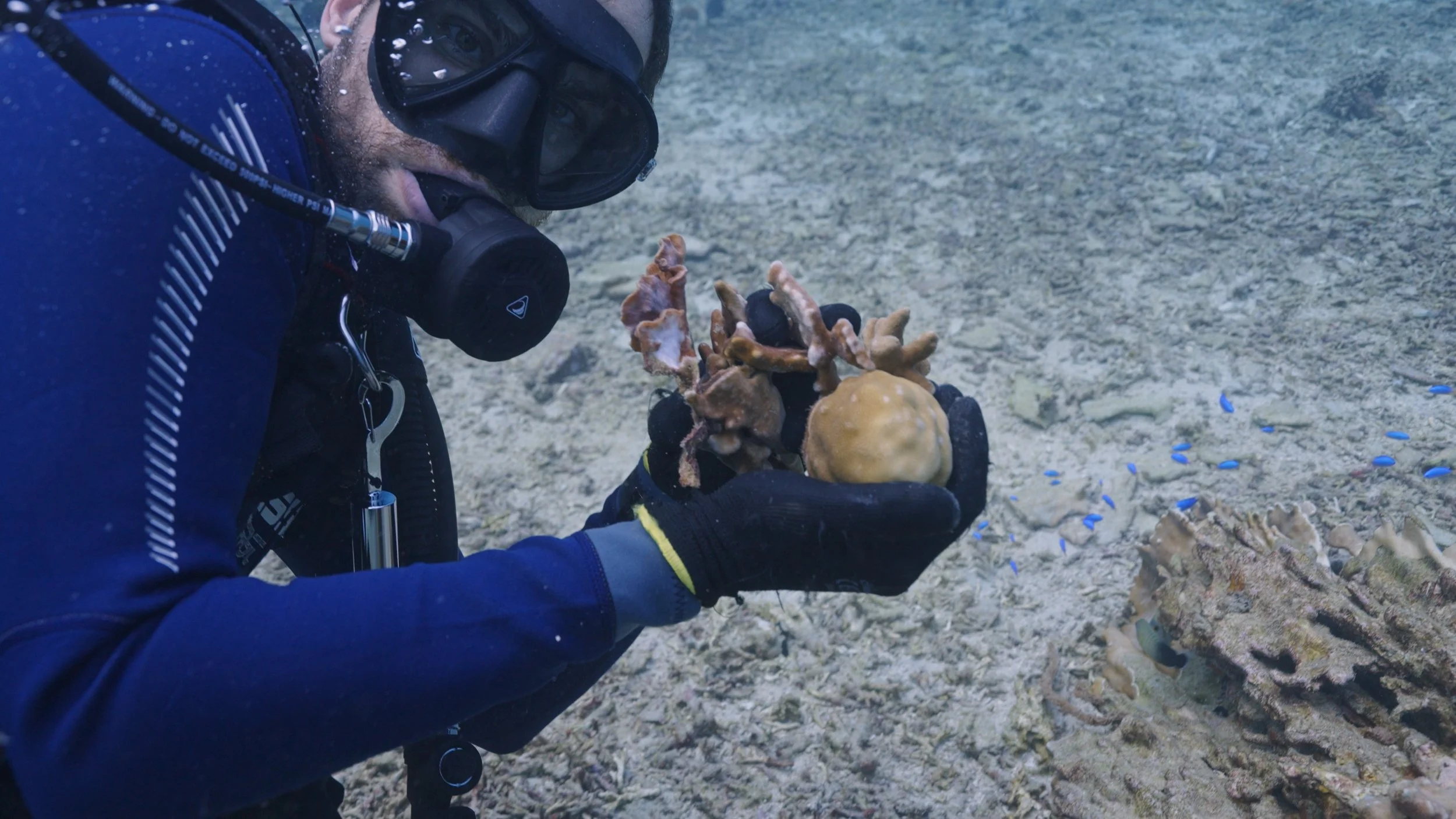A scuba diver underwater holding a large sea sponge and coral while surrounded by small blue fish near a coral reef.