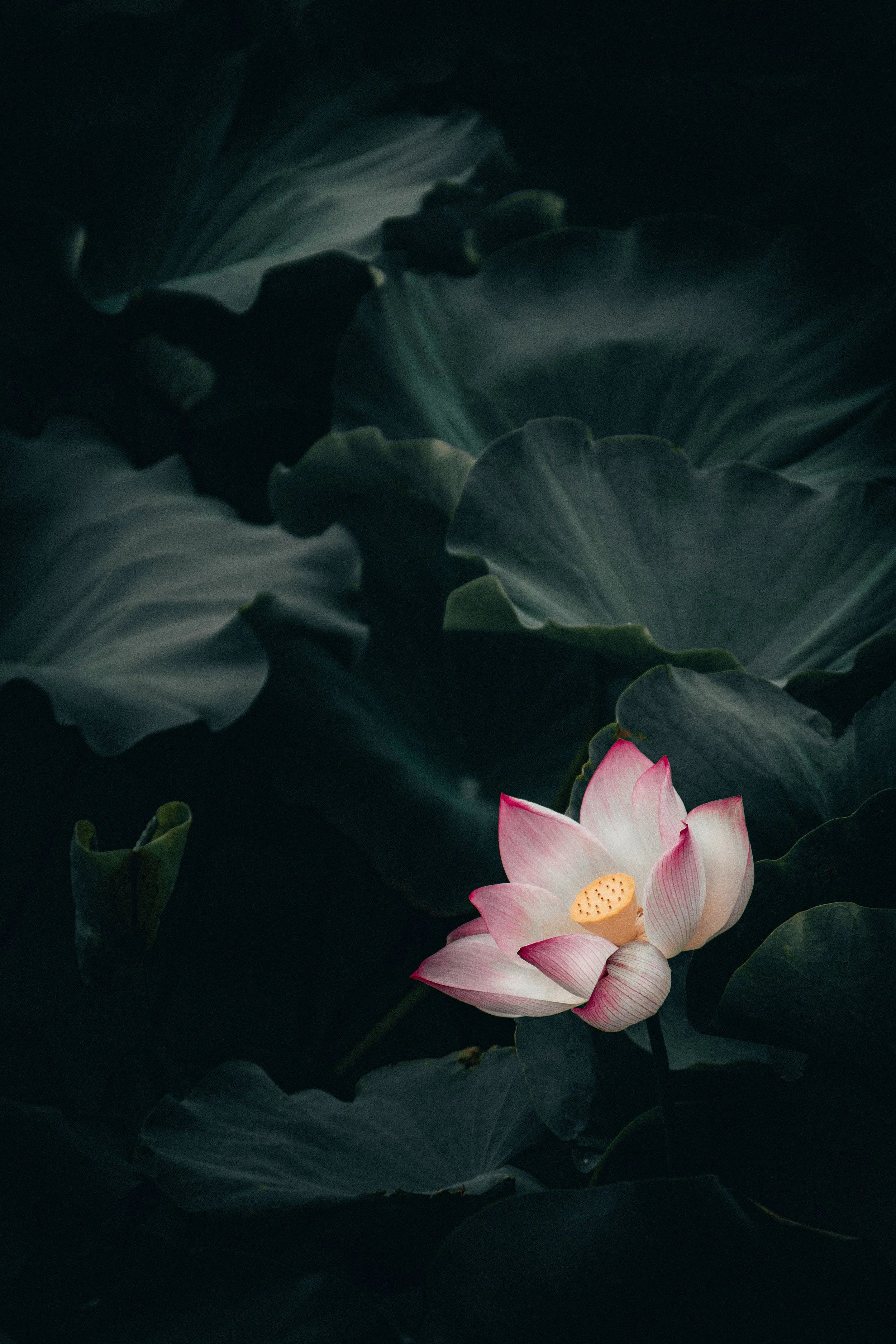 The Hidden Lotus Blooms Twice