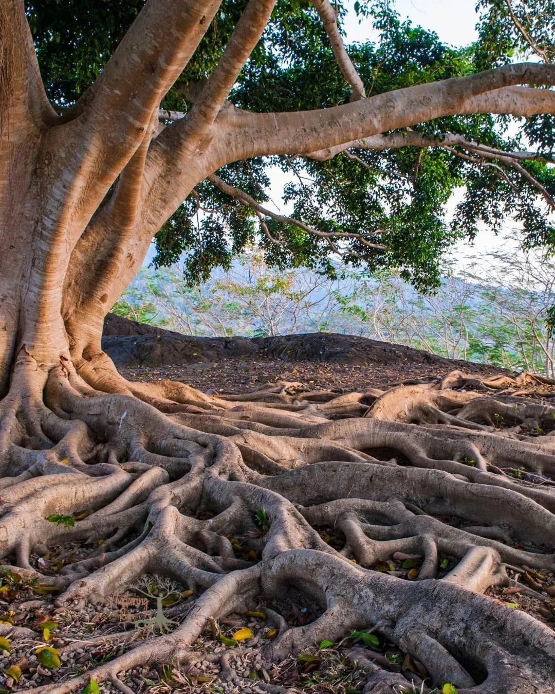 Rooted Foundations Assessment
