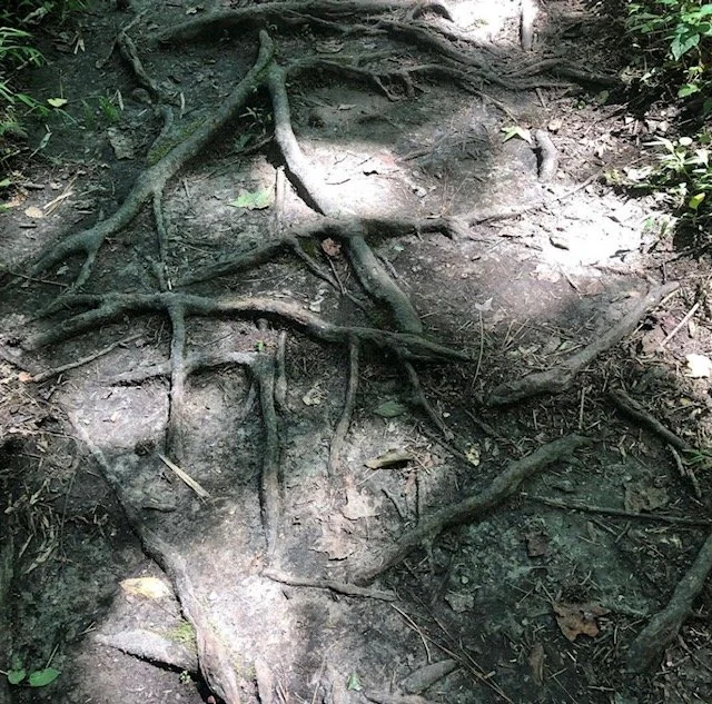 The Rooted Soil Assessment