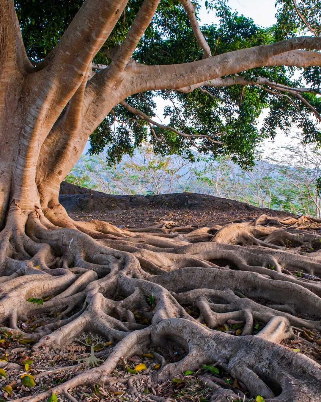 The Rooted Foundations Assessment