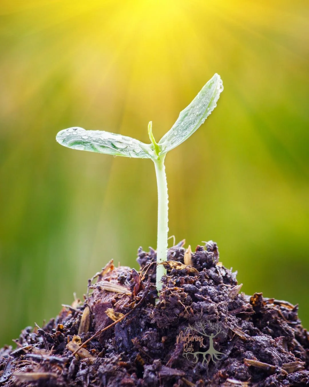 The Rooted Wellness Assessment