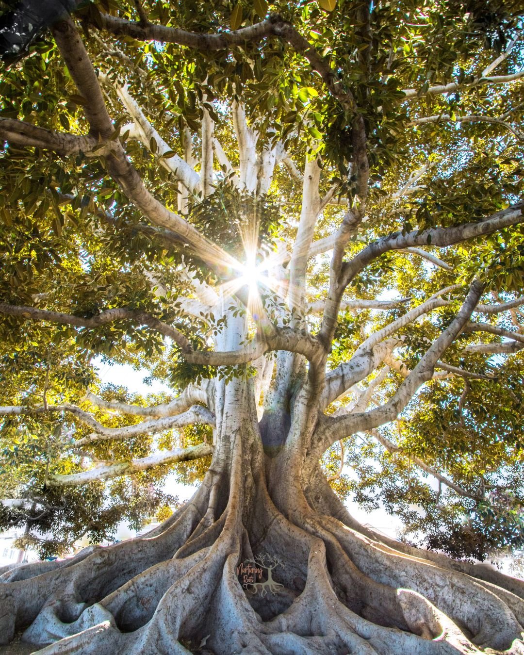 The Rooted Resillince Assessment