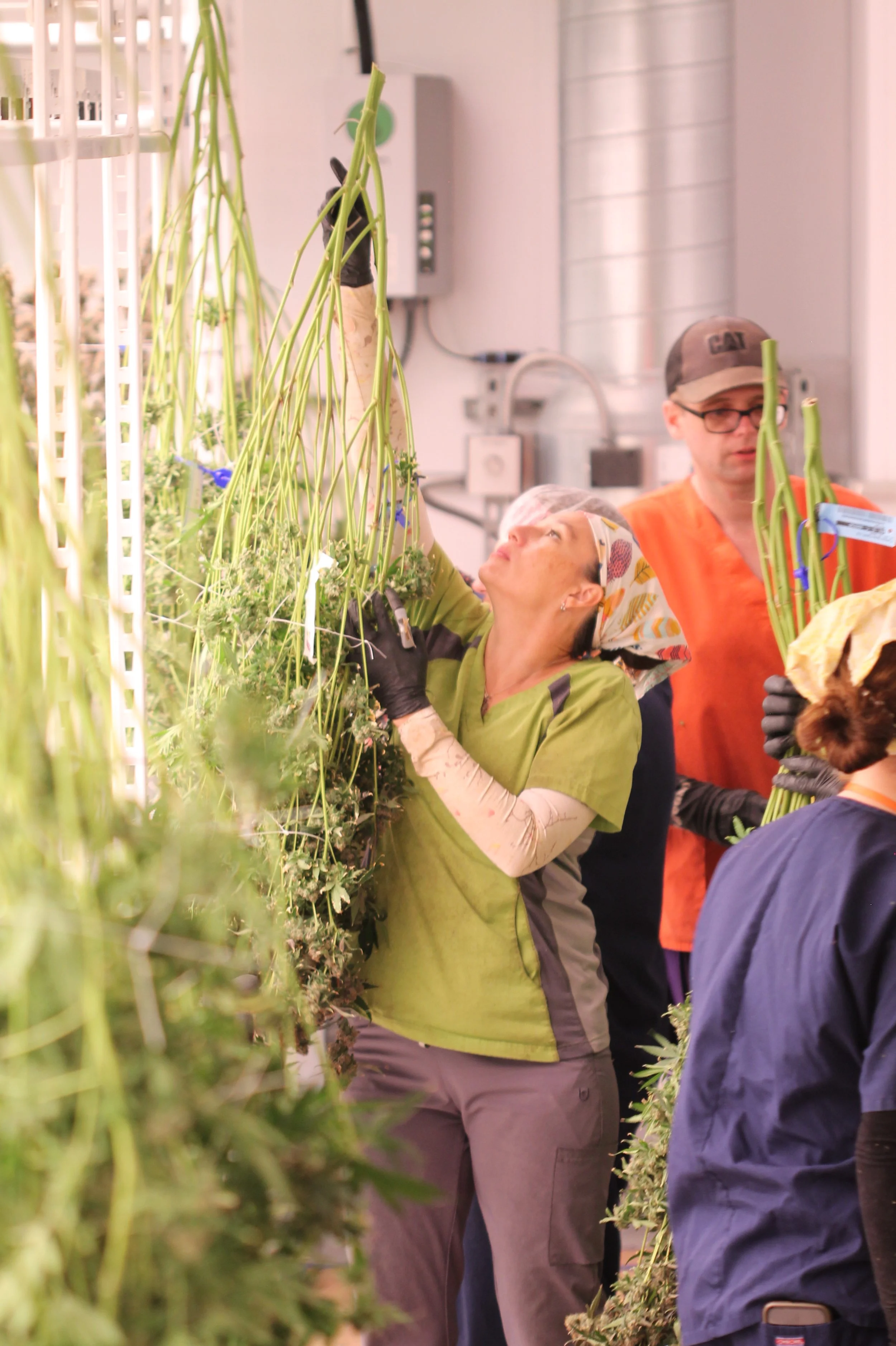 Workers harvesting cannabis plants in a grow room.