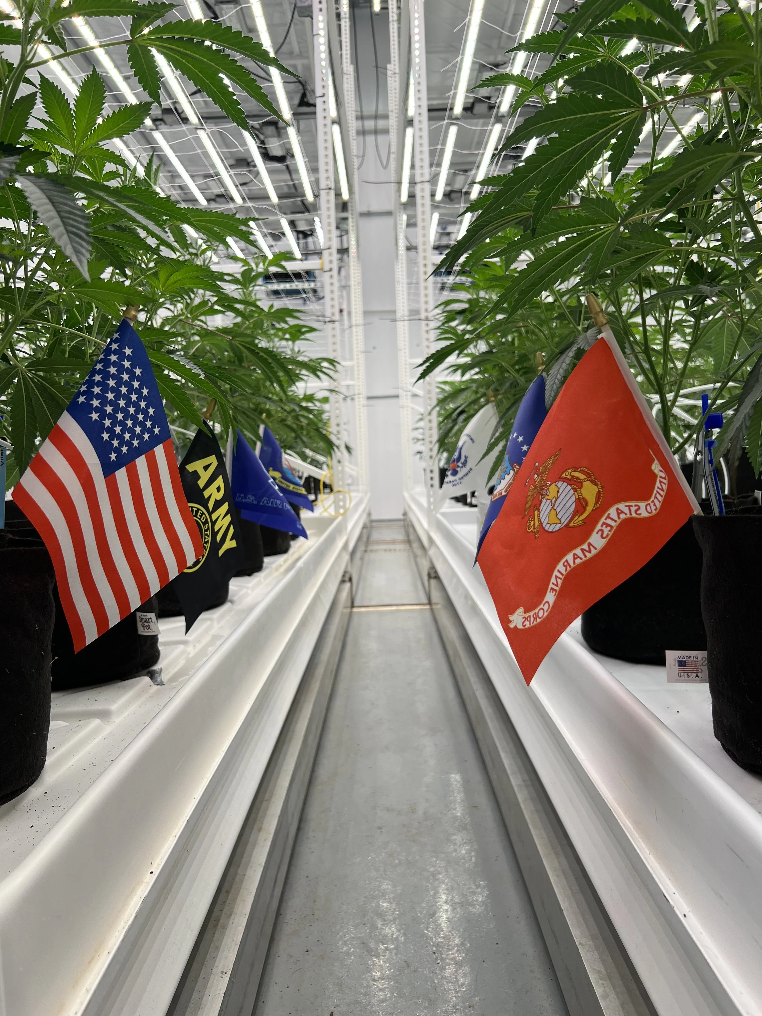 Indoor cannabis grow room with rows of cannabis plants in black pots and American, military, and Marine flags hanging from the plants.