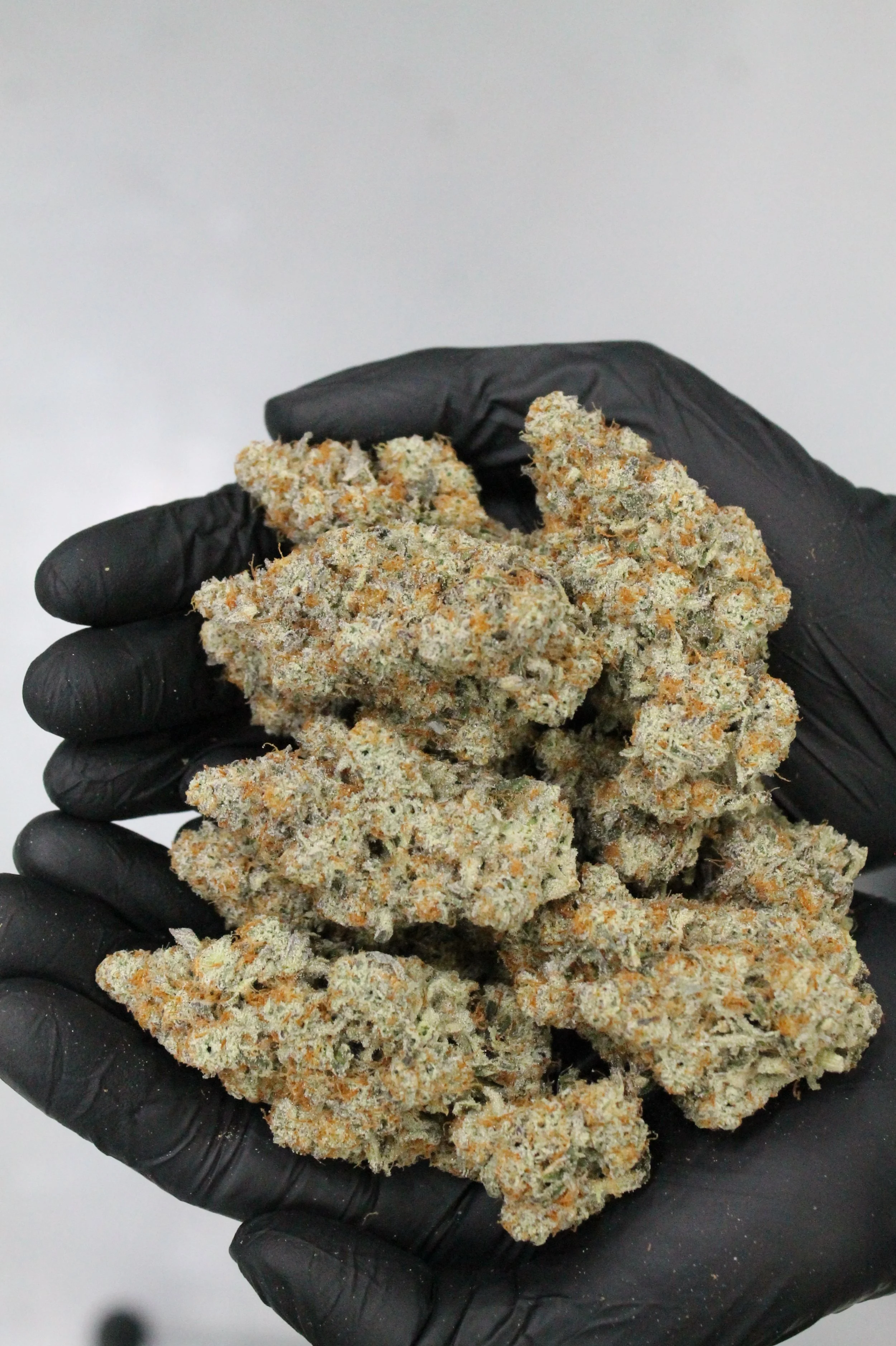 A hand wearing a black glove holding a pile of cannabis buds coated with trichomes.