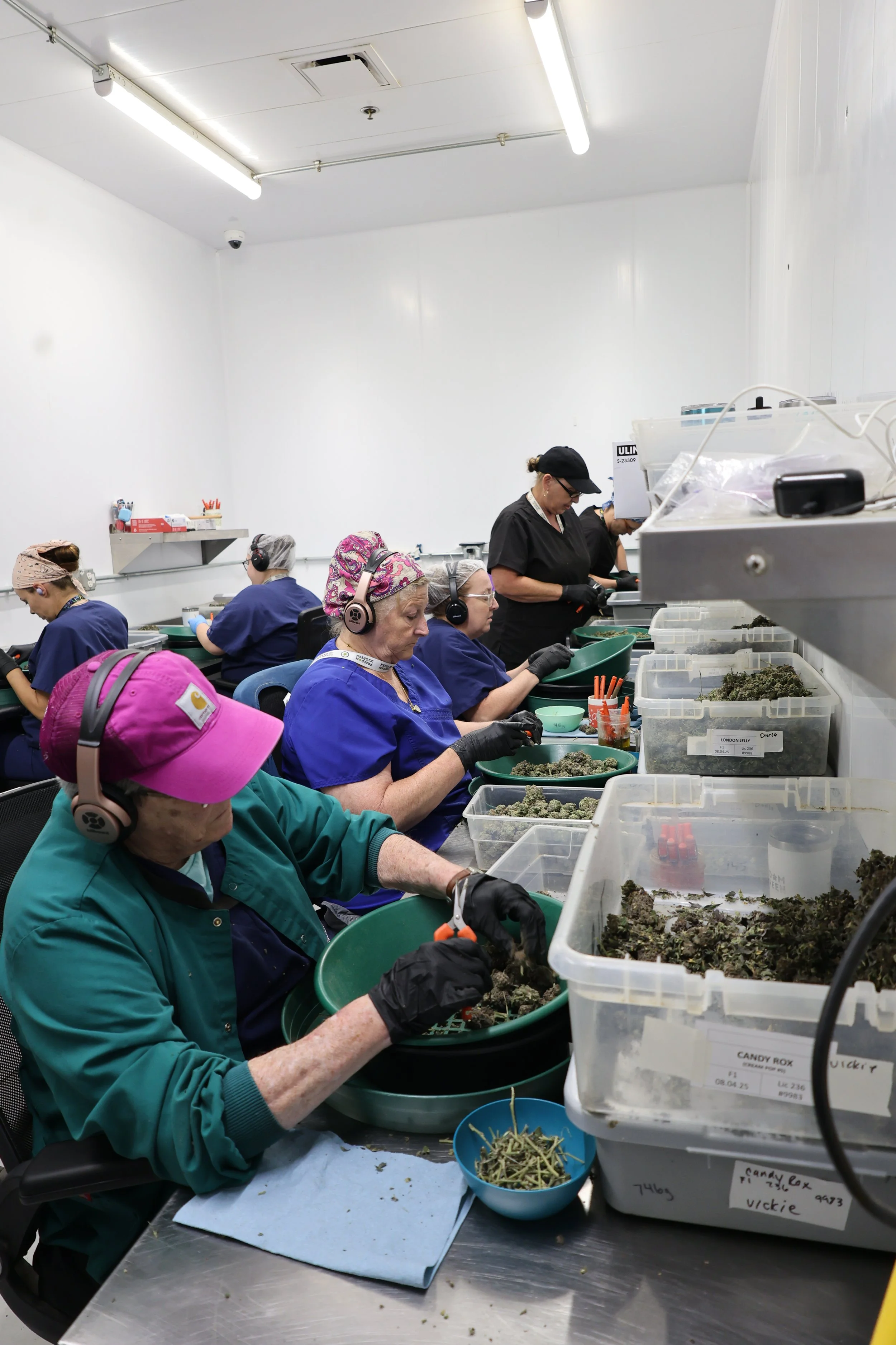 People in blue, green, and pink scrubs working with cannabis buds in a clean, white room, sorting and preparing the cannabis, with containers labeled with strain names.
