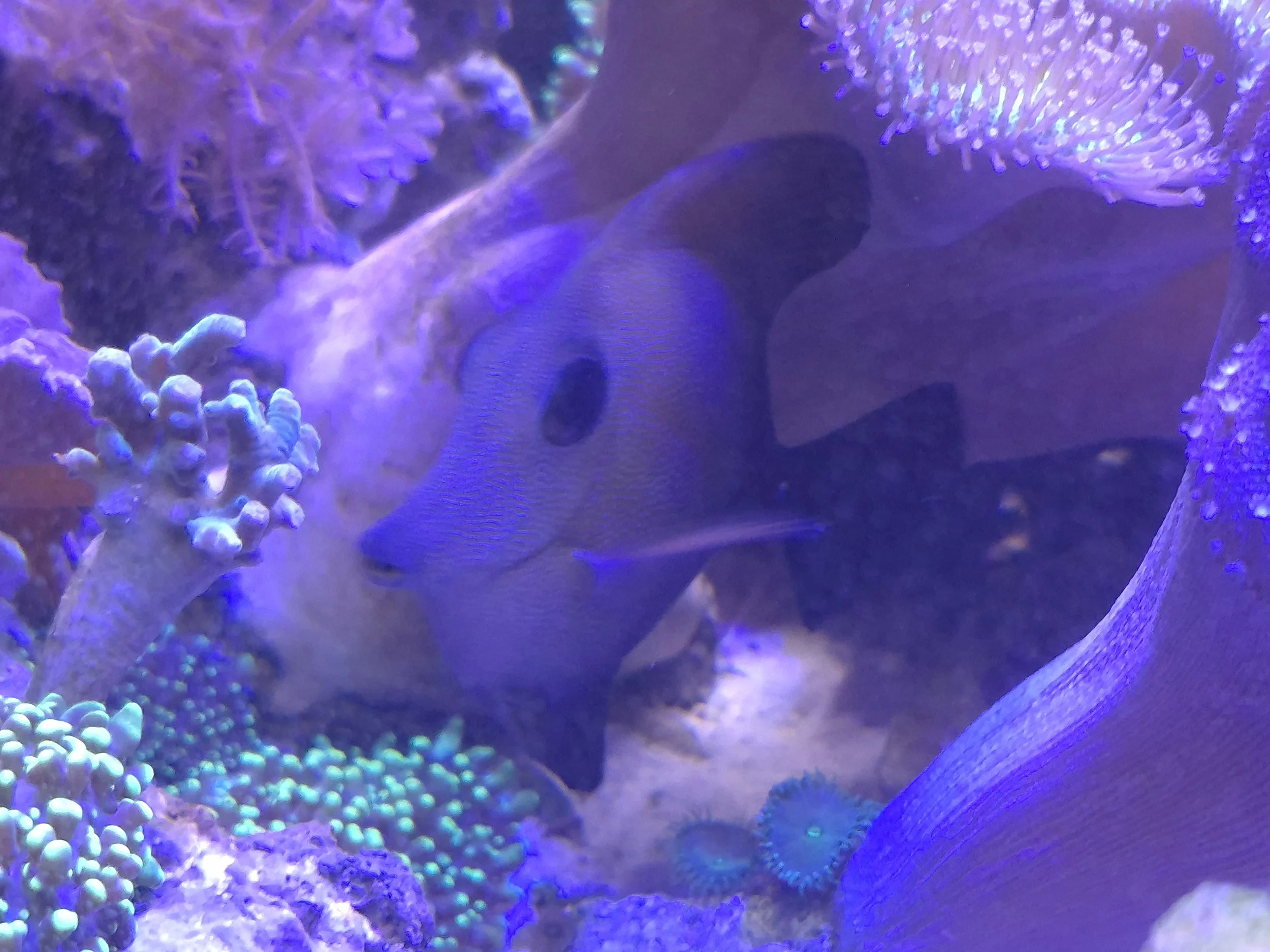 Scopas Tang