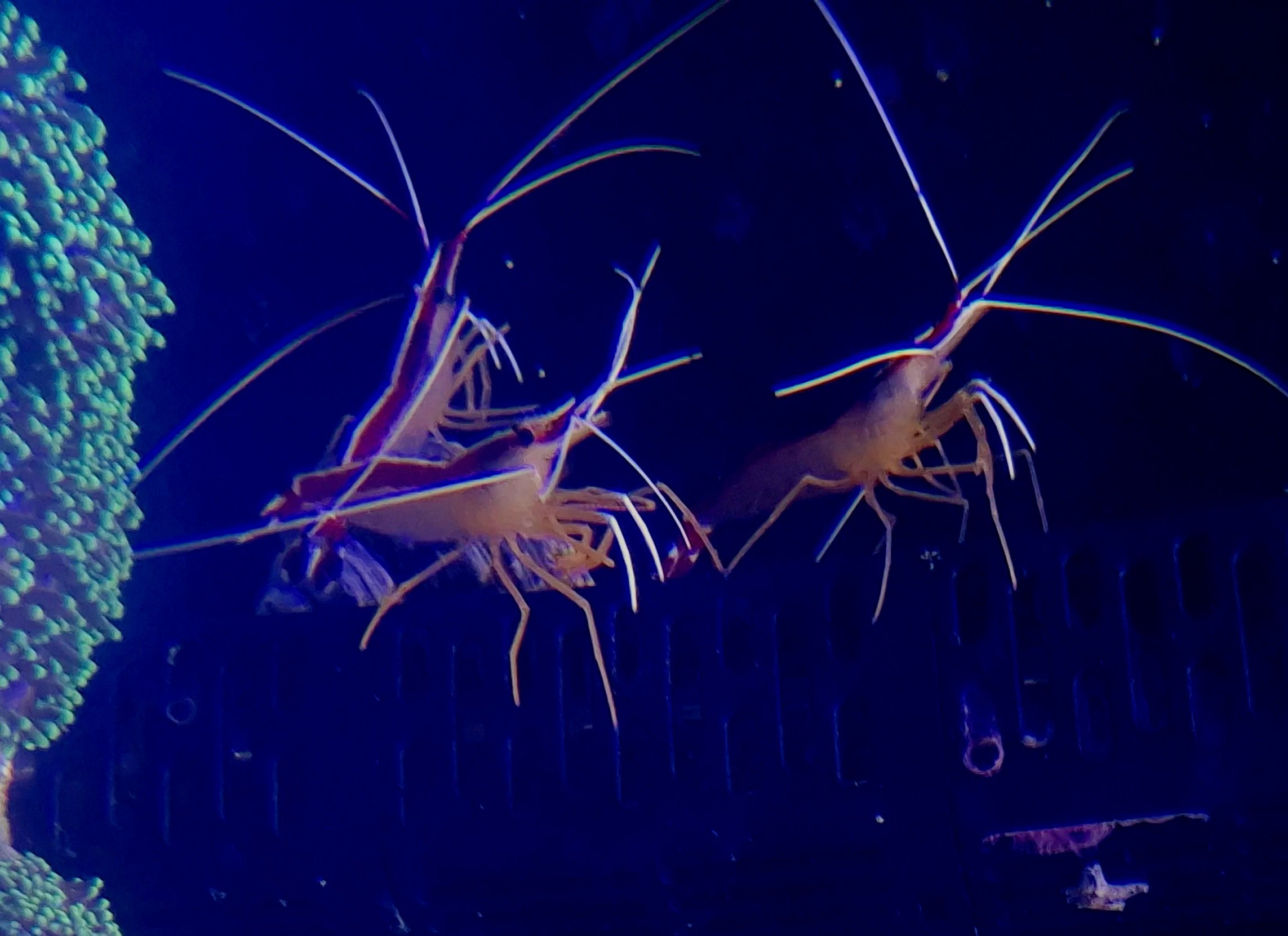 Skunk Cleaner Shrimp