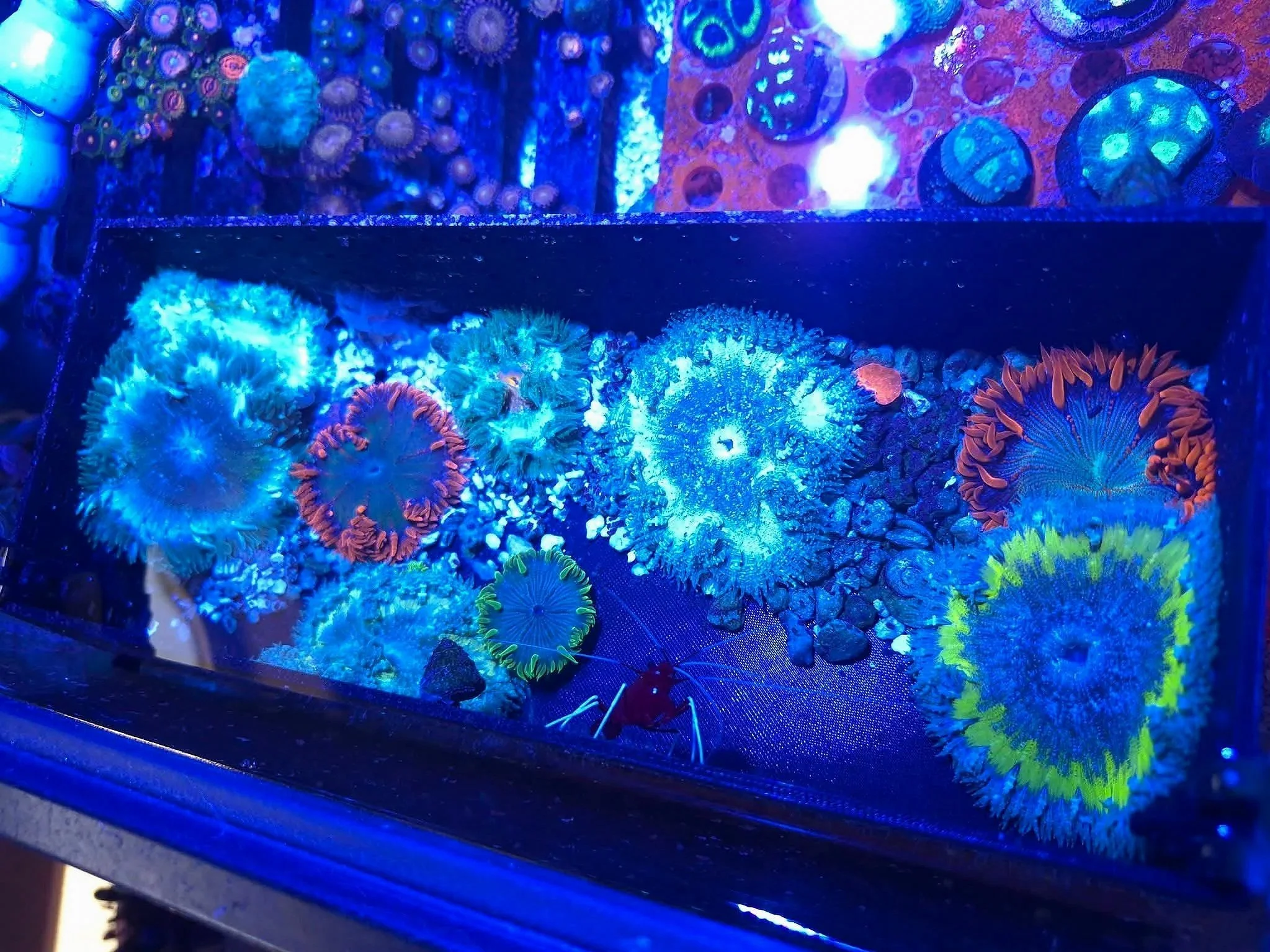 Ultra Rock Flower Anemones
