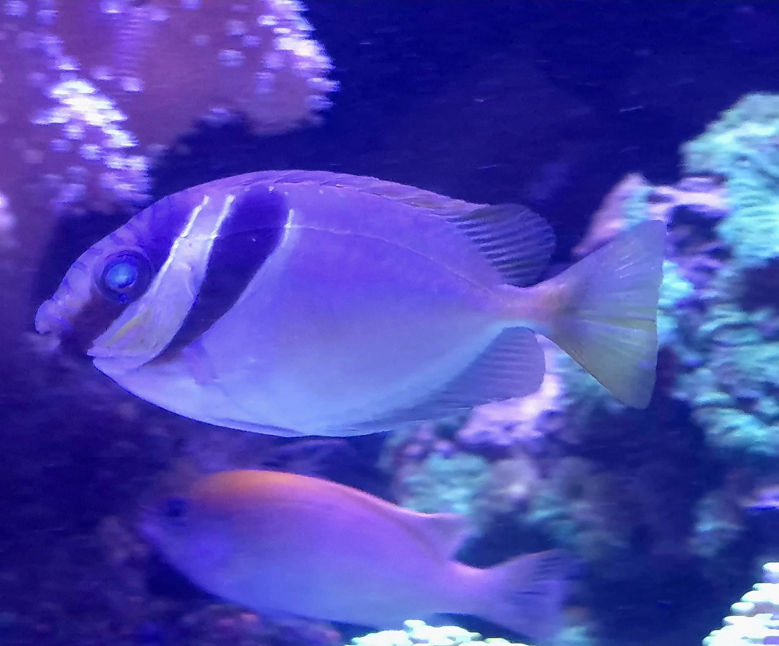 Scribble Rabbitfish (Foxface)