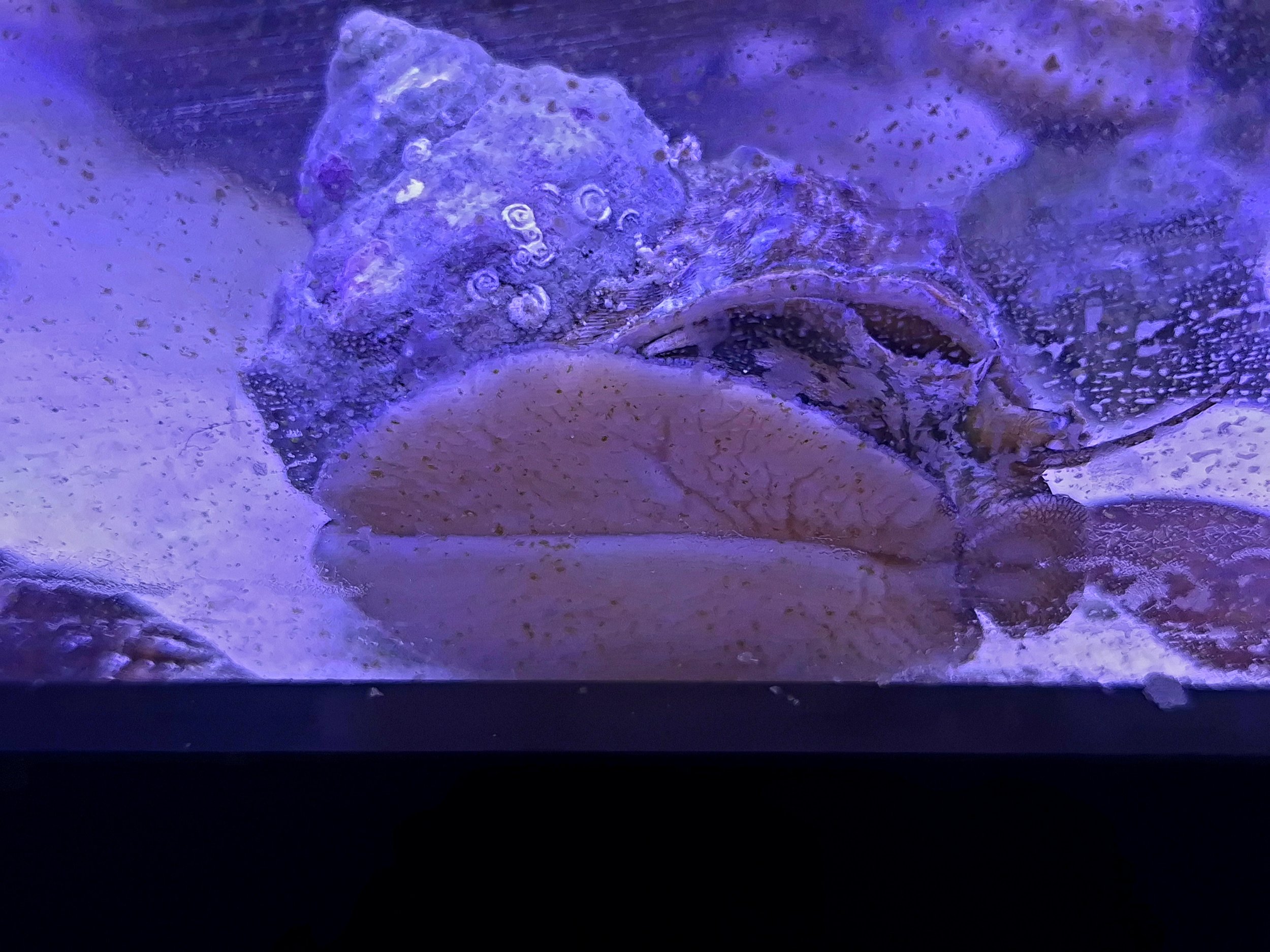 Mexican Turbo Snails