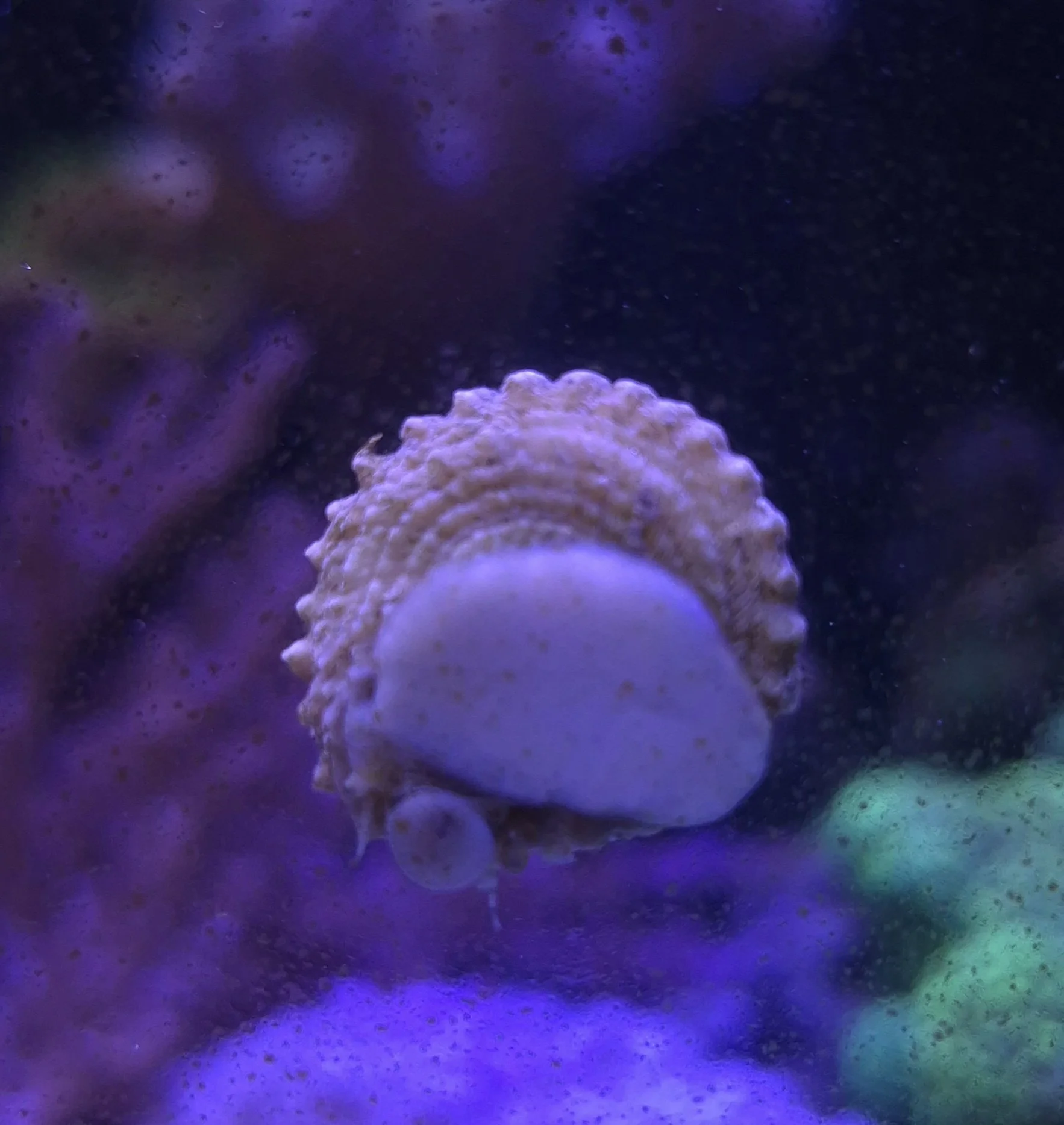 Astrea Snails