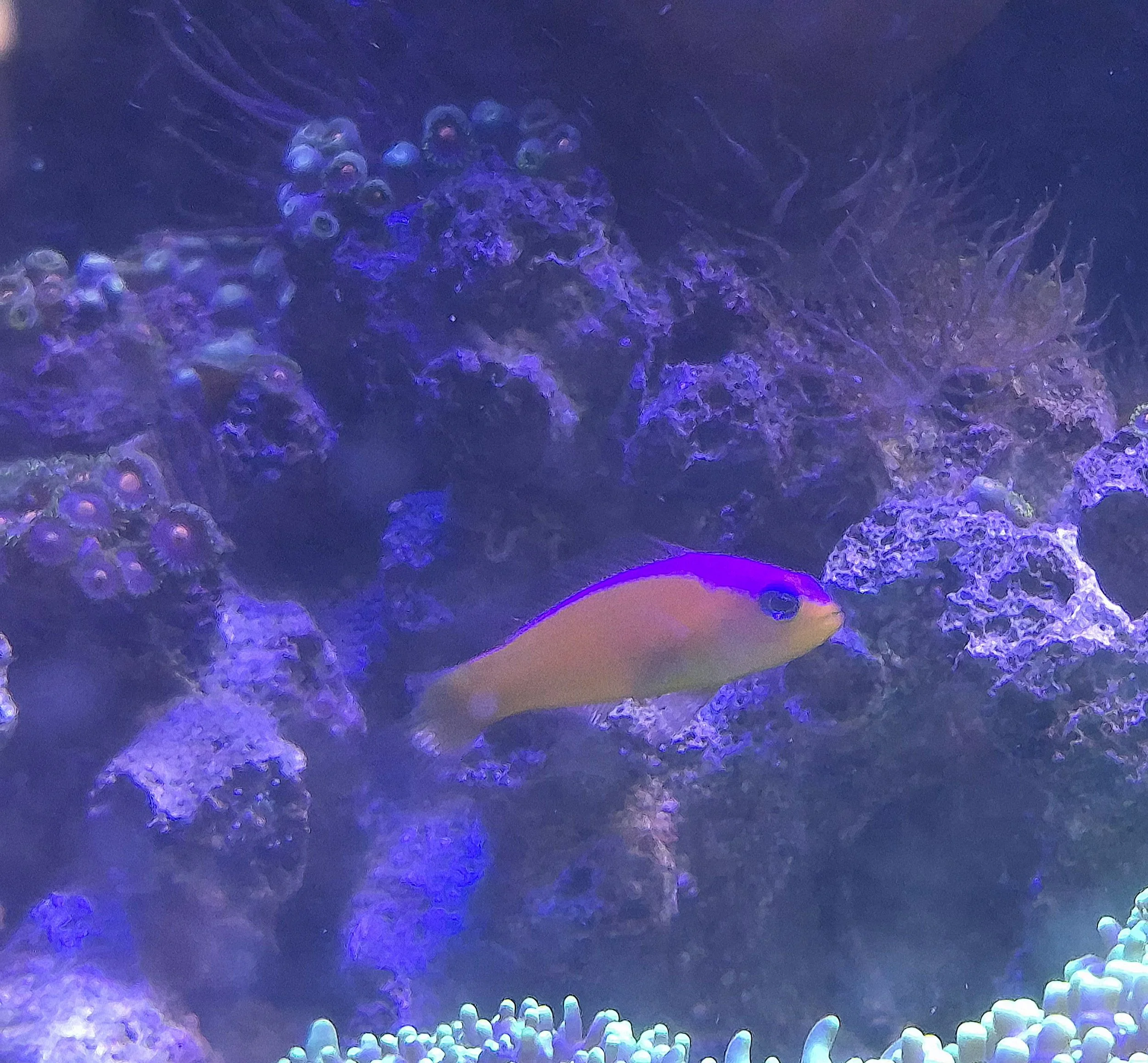 Diadema Pseudochromis