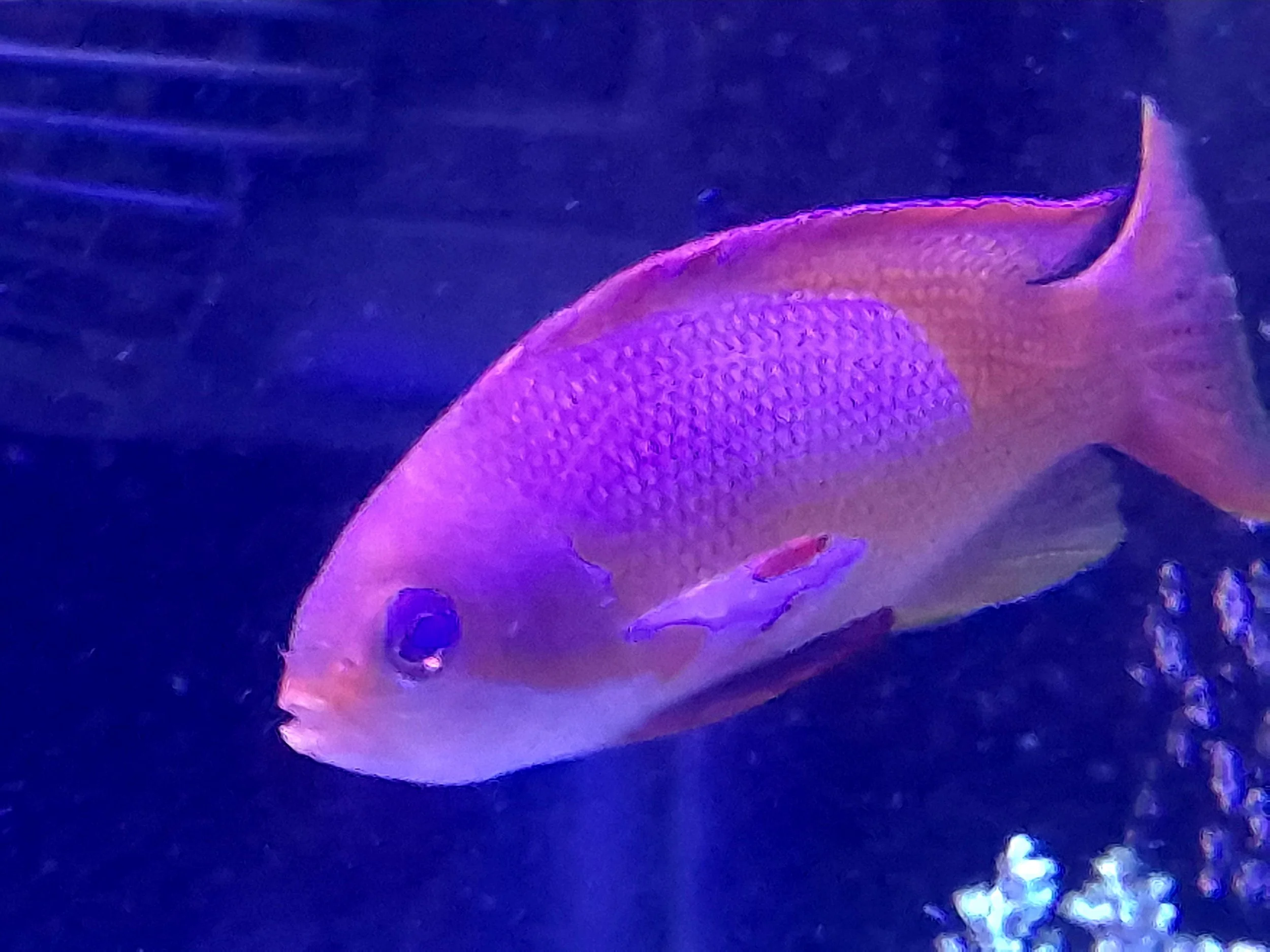 Anthias (Male)