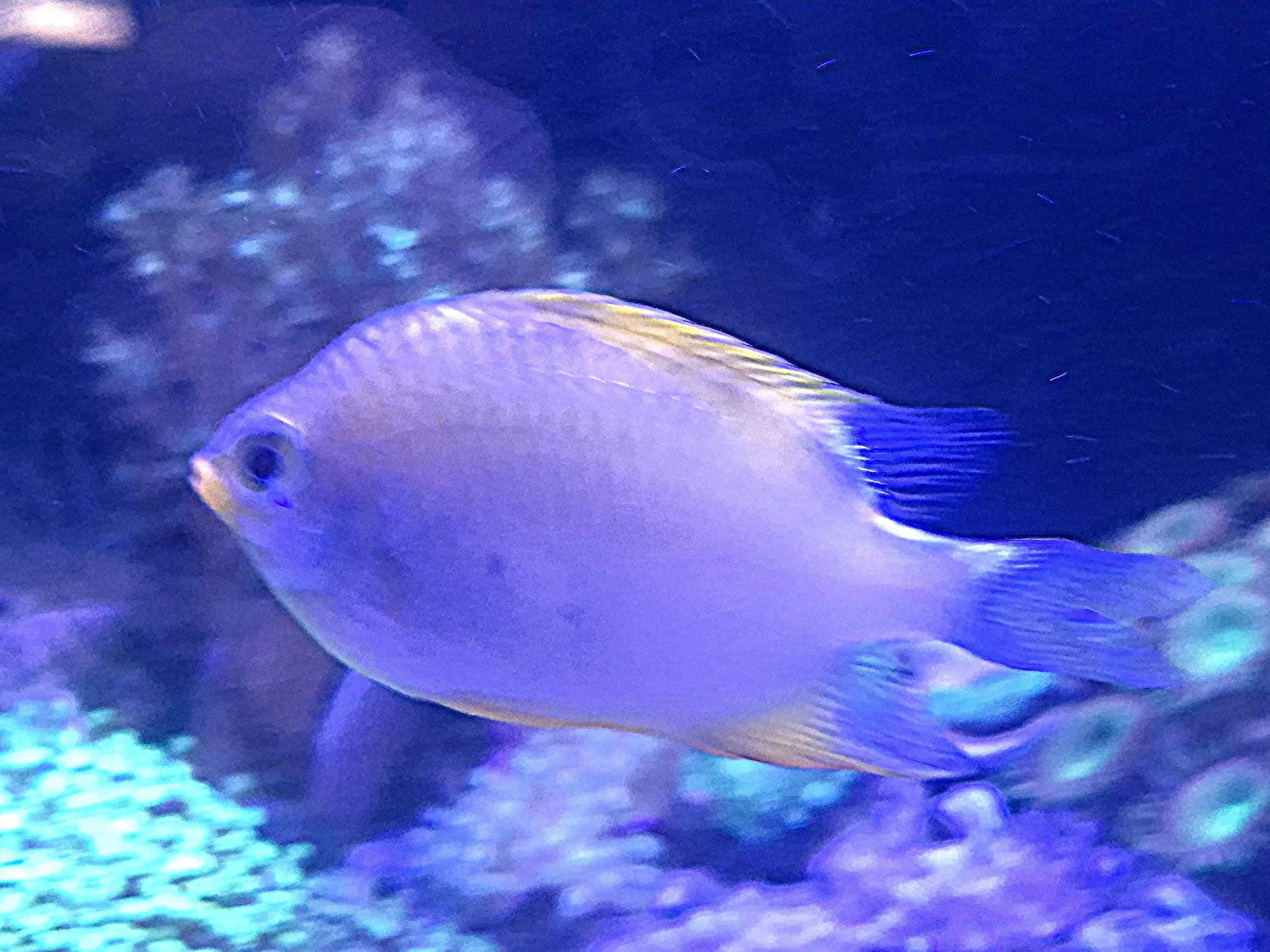 Lemon Damsel
