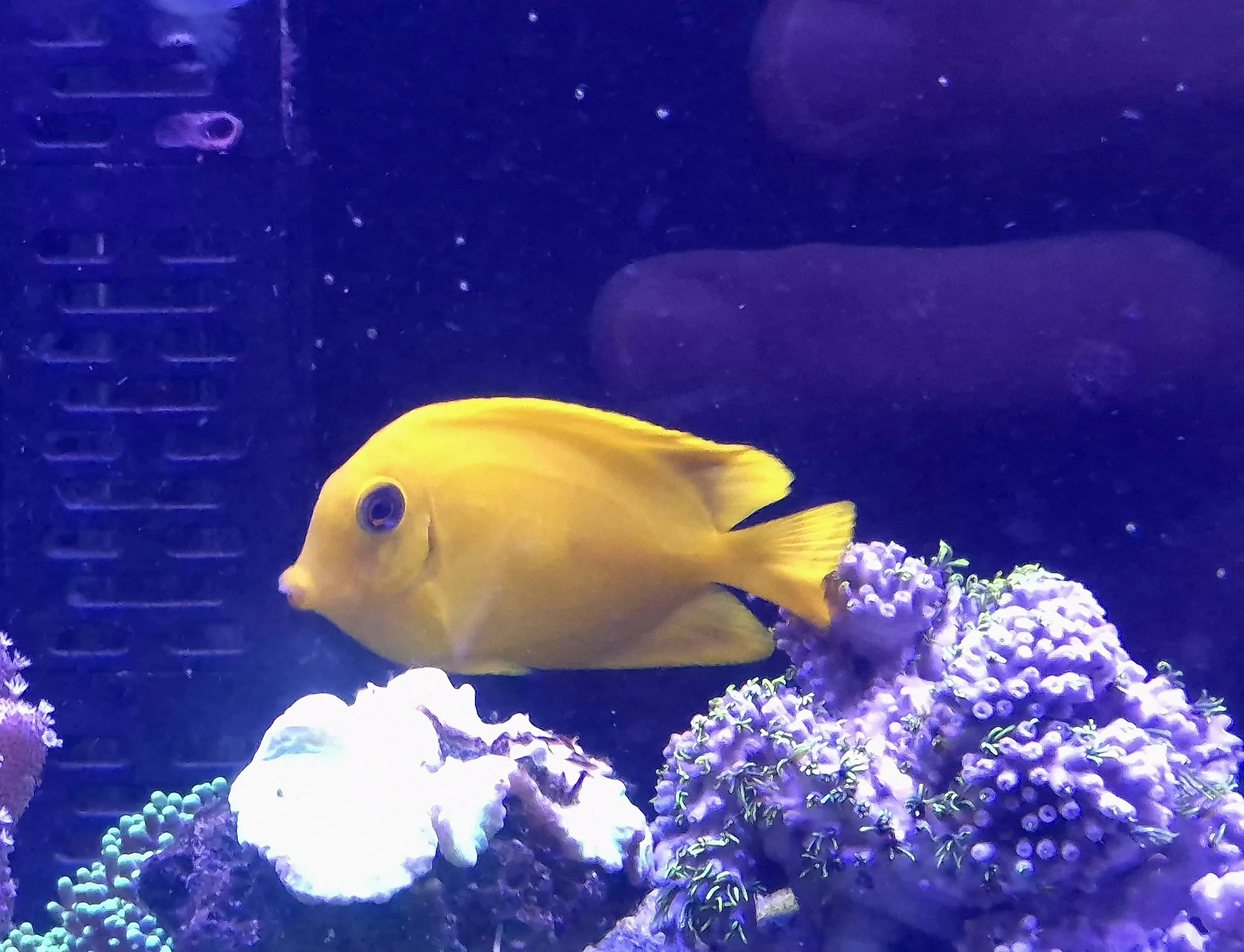 Mimic Tang