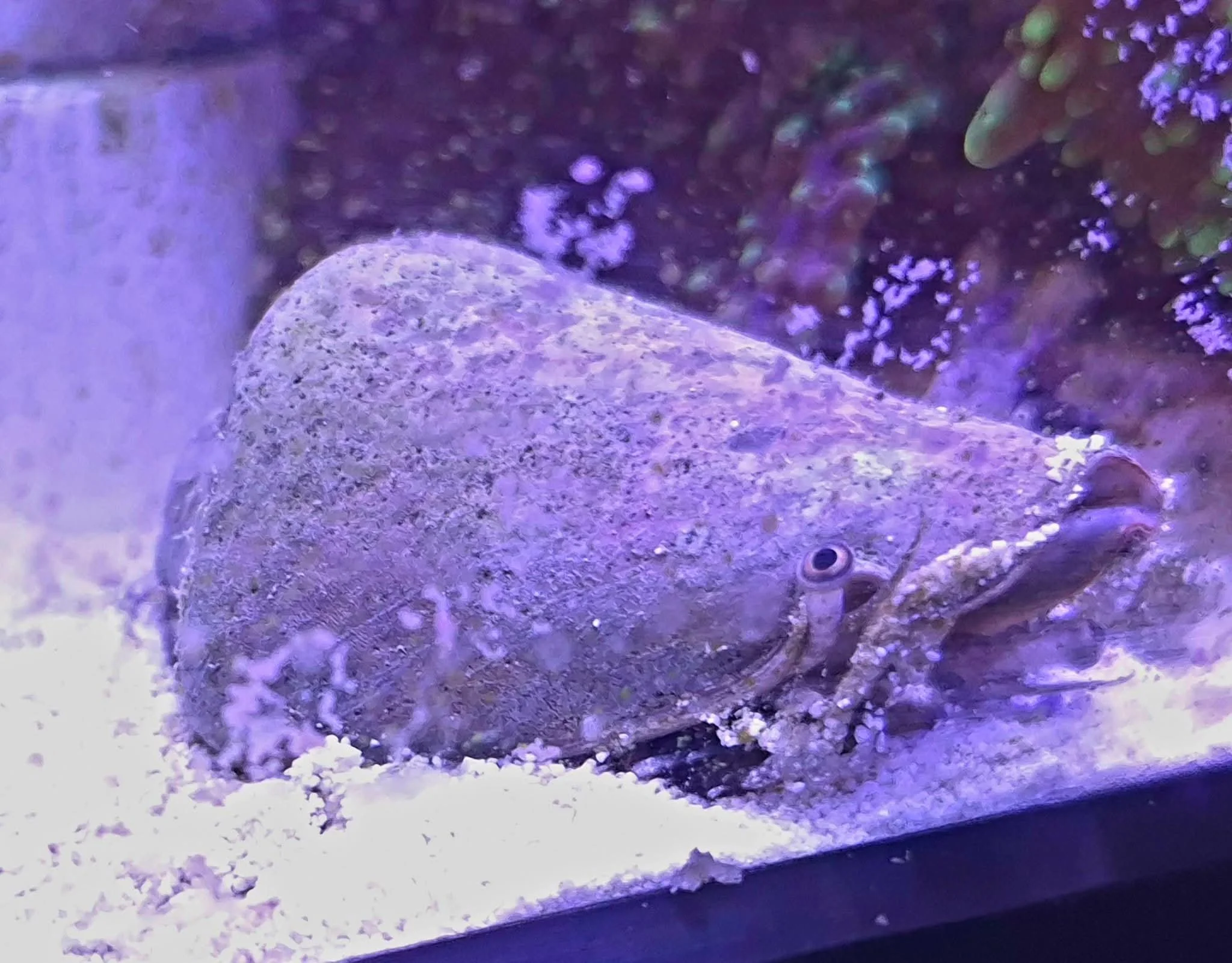 Tiger Conch