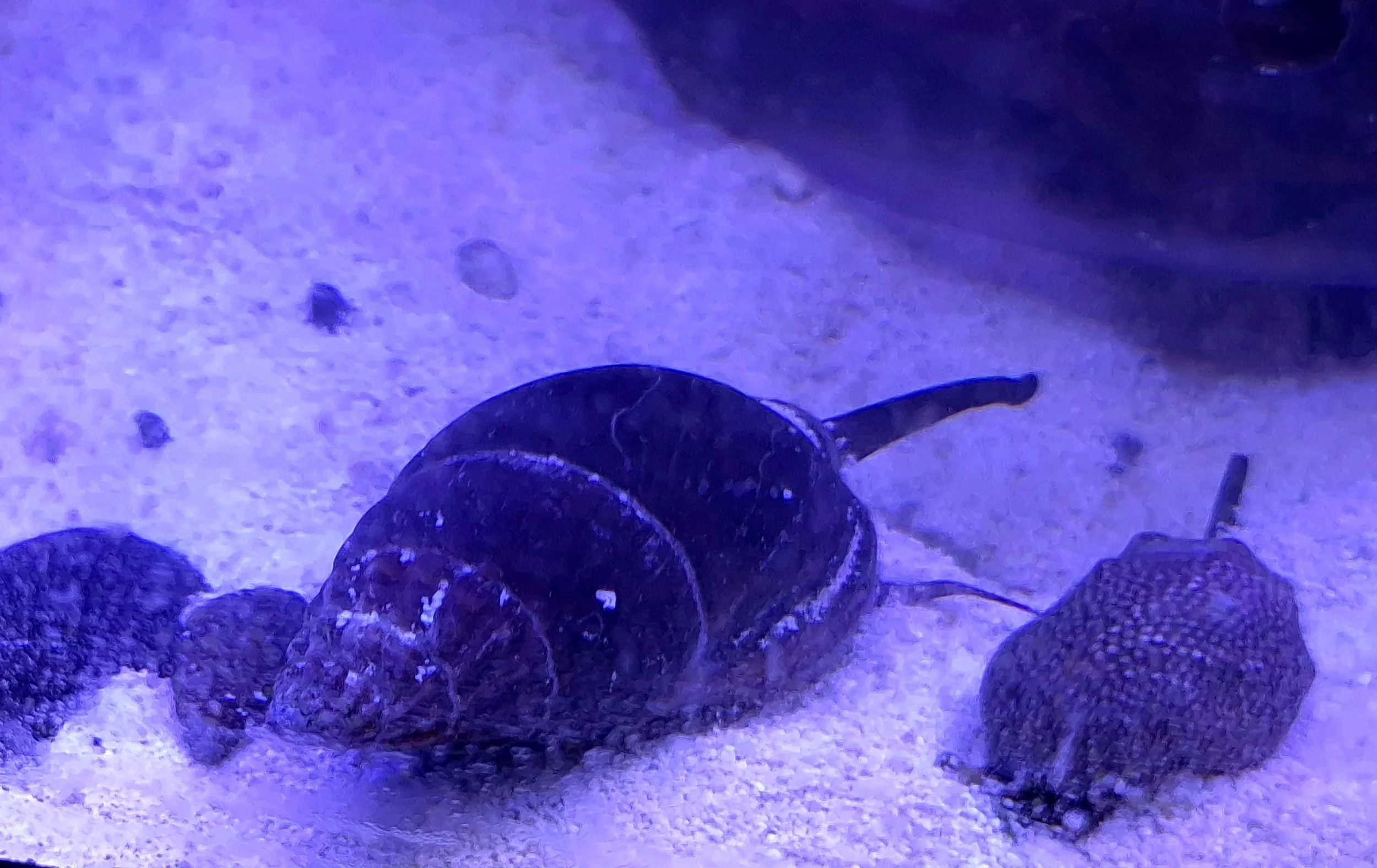 XL Nassarius Snails