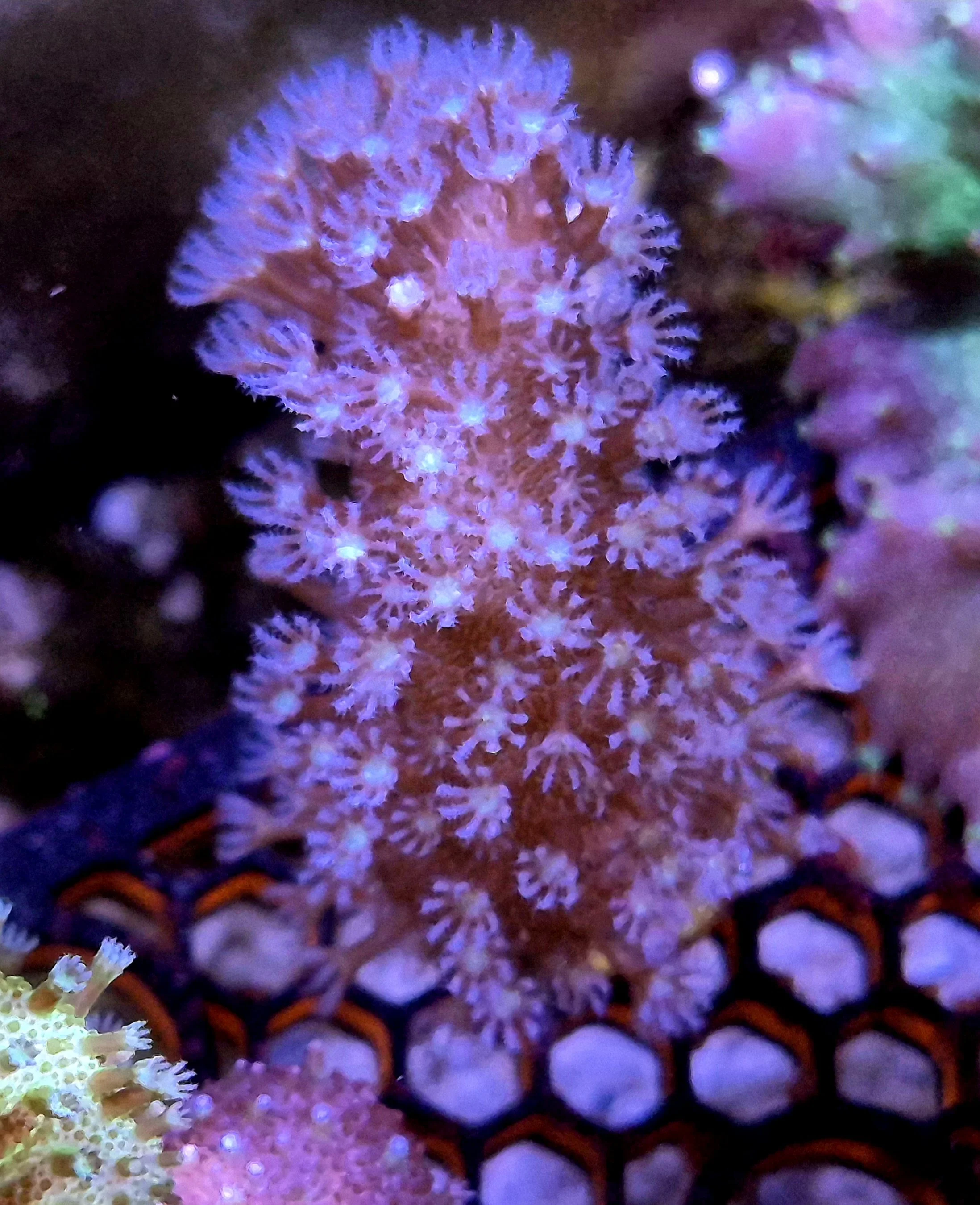 Devils Hand Leather Coral