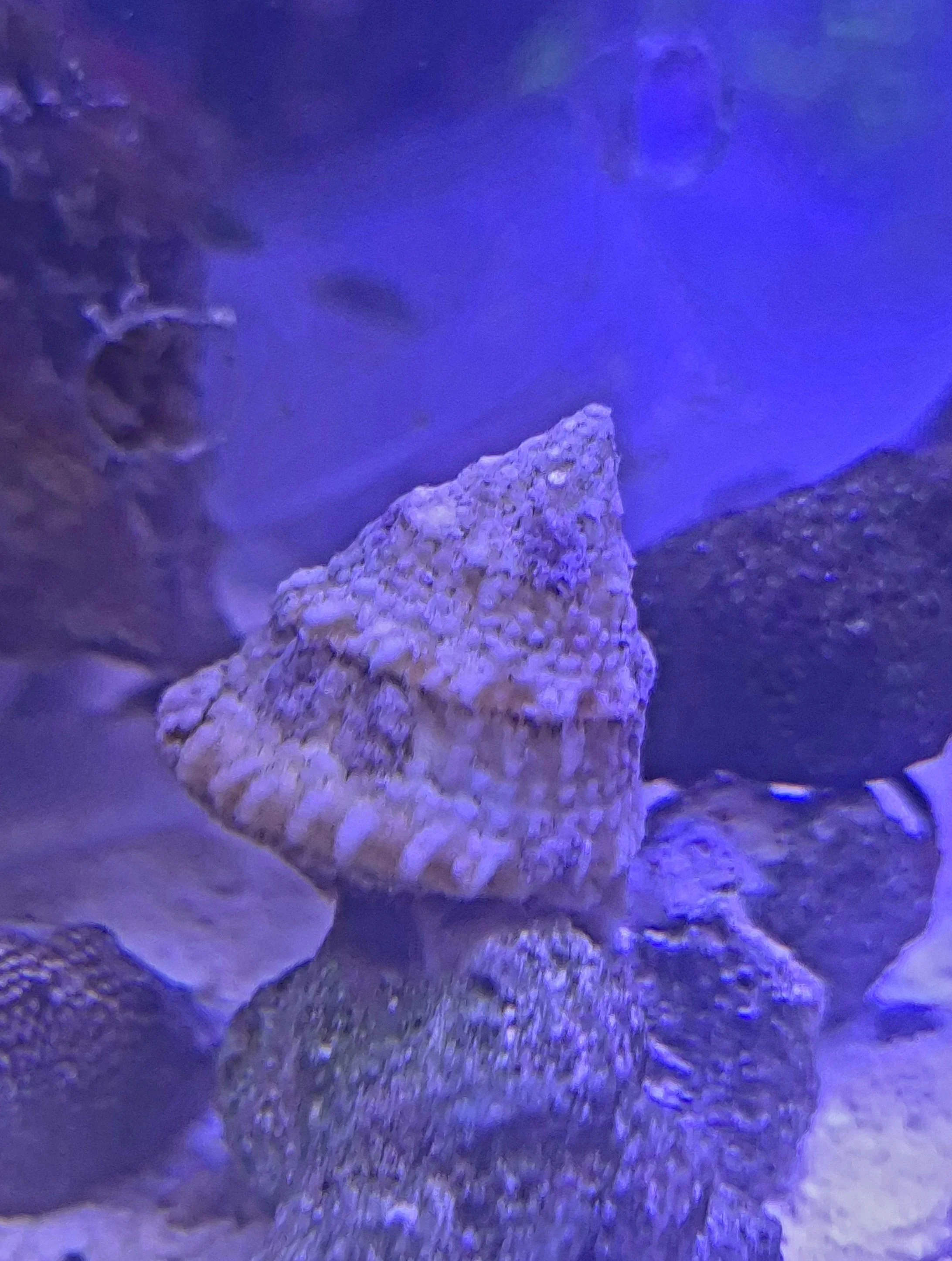 Astrea Snails