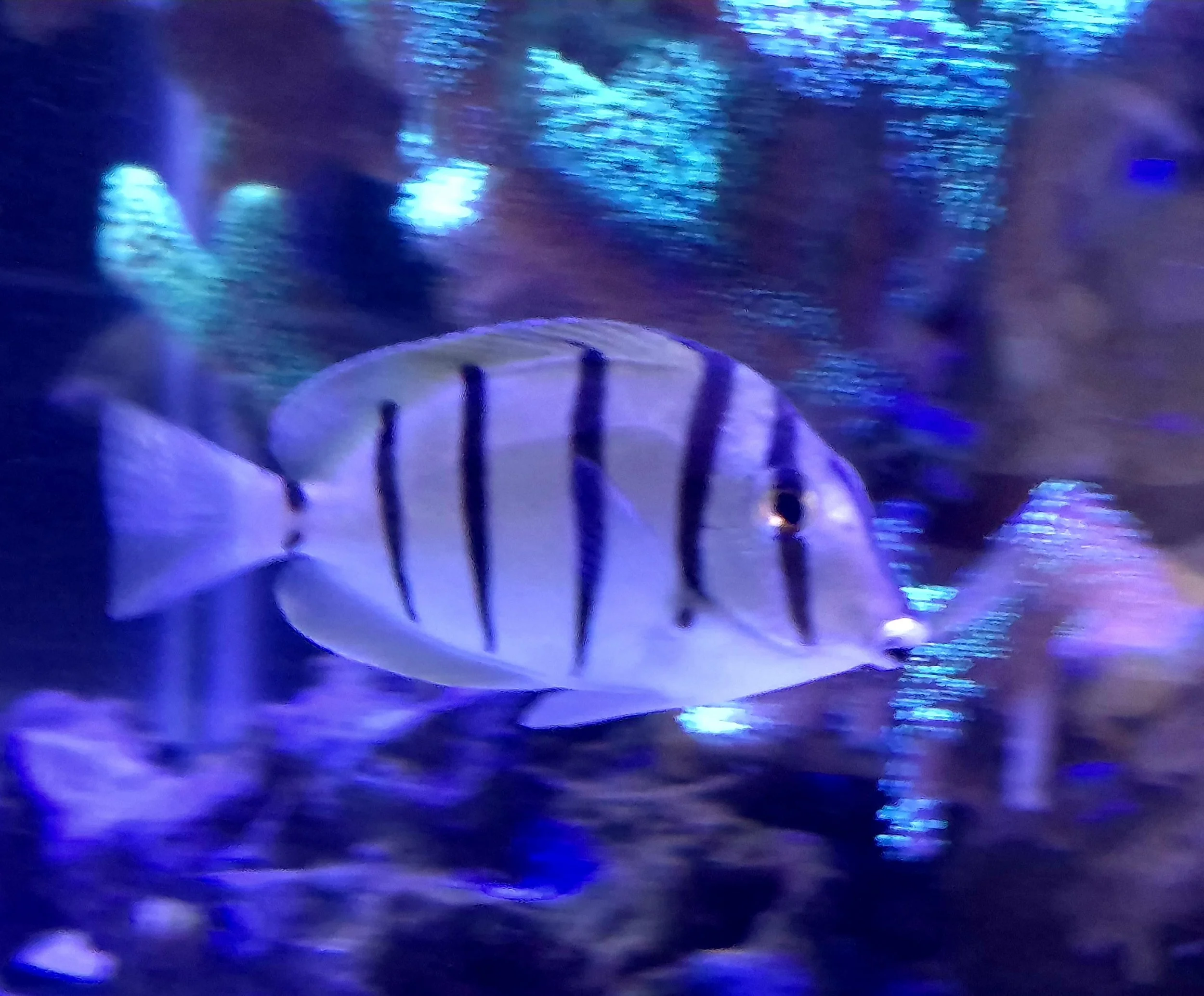 Convict Tang