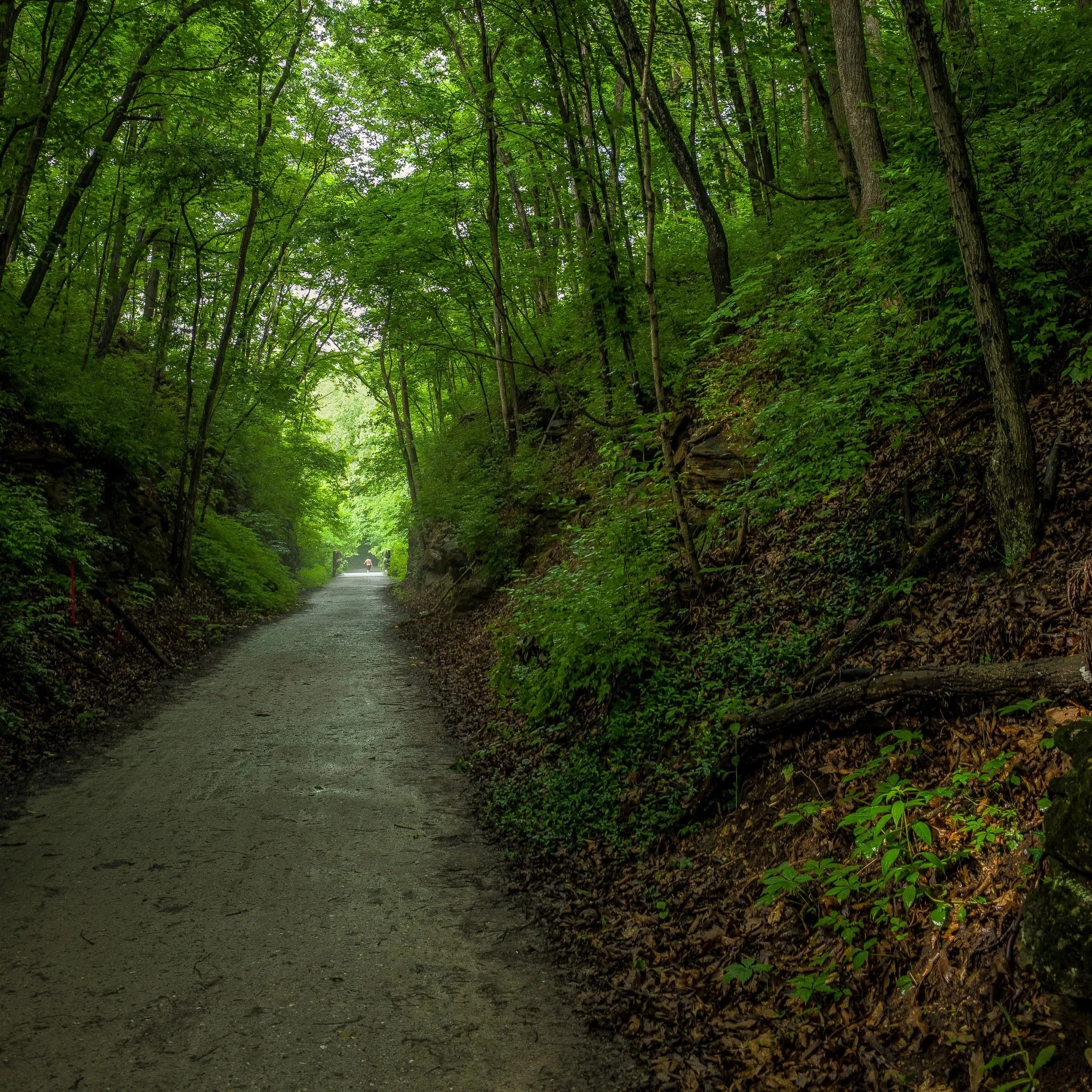 A dirt trail runs through a dense, green forest with tall trees forming a canopy overhead