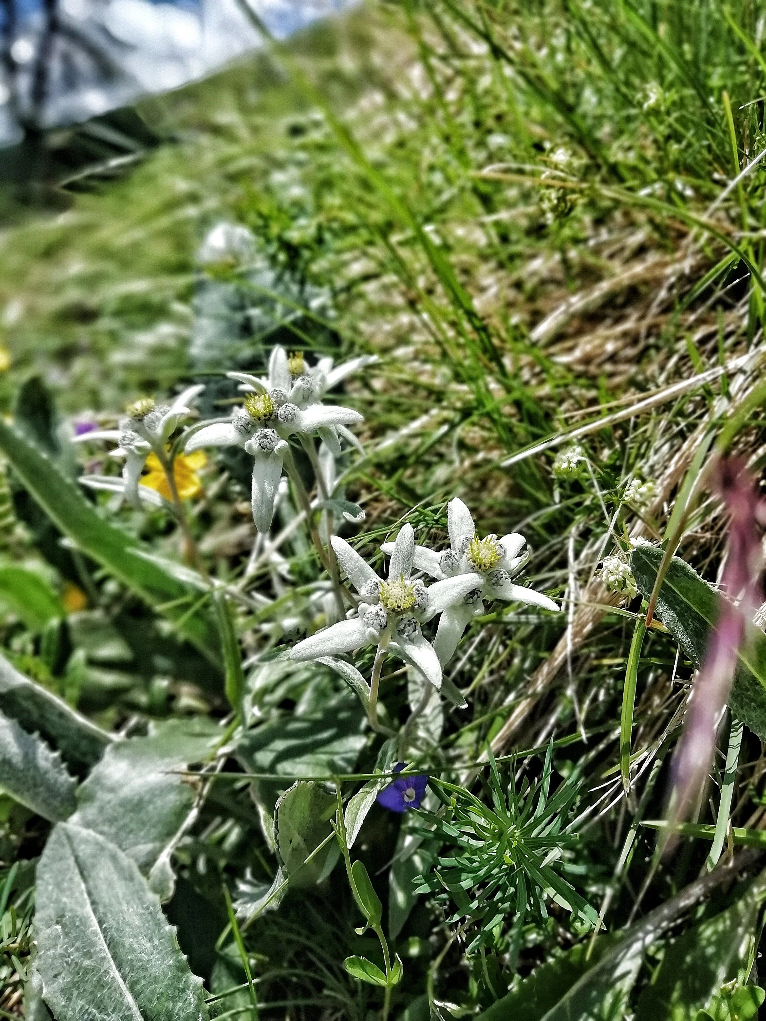Weiße Blütenpflanzen auf einer Wiese, umgeben von grünem Gras und anderen Pflanzen.