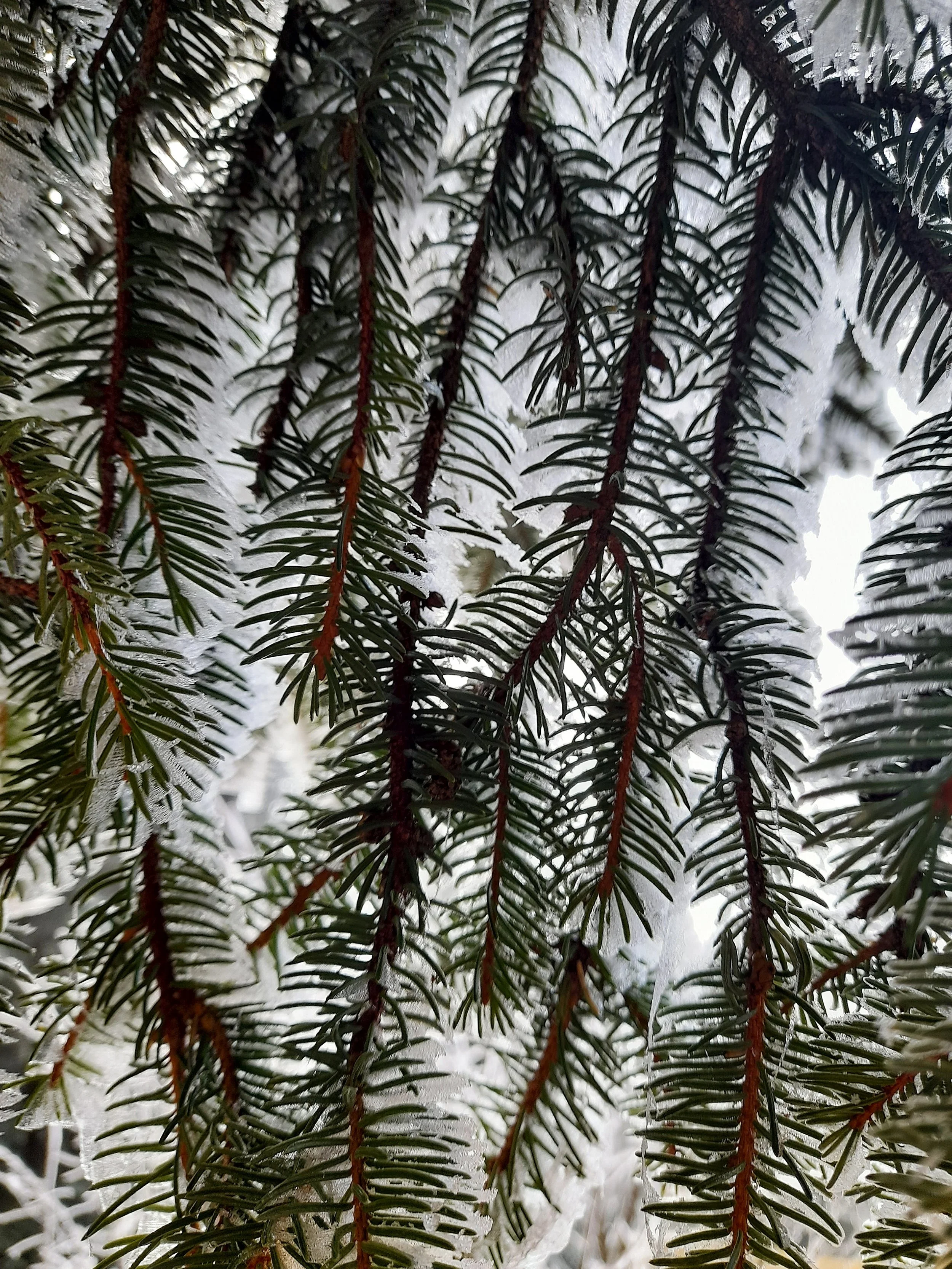 Nadelbaum mit Schnee bedeckten Zweigen