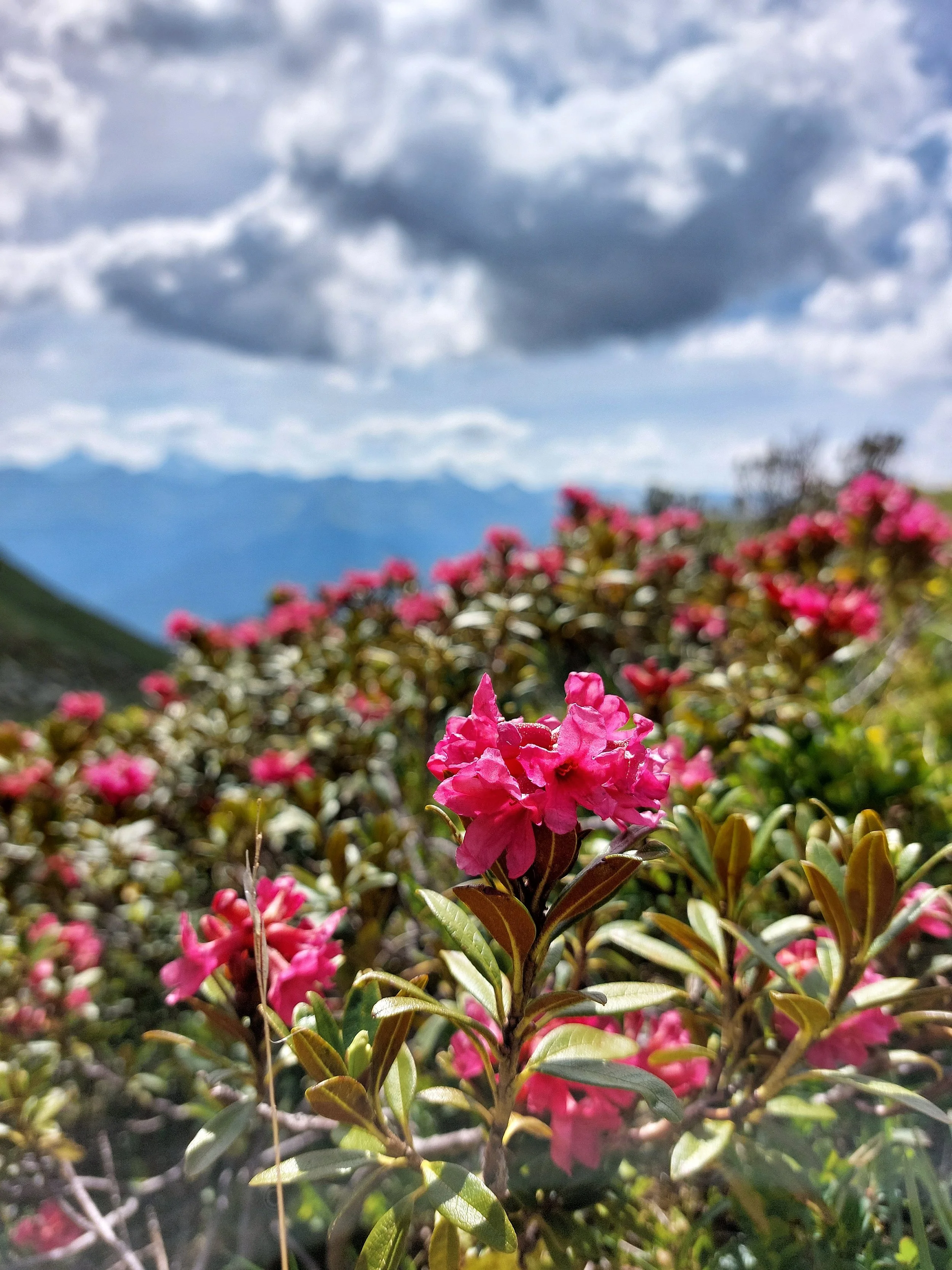 Rote Blüten auf einem Strauch, mit bewölktem Himmel und Bergen im Hintergrund.