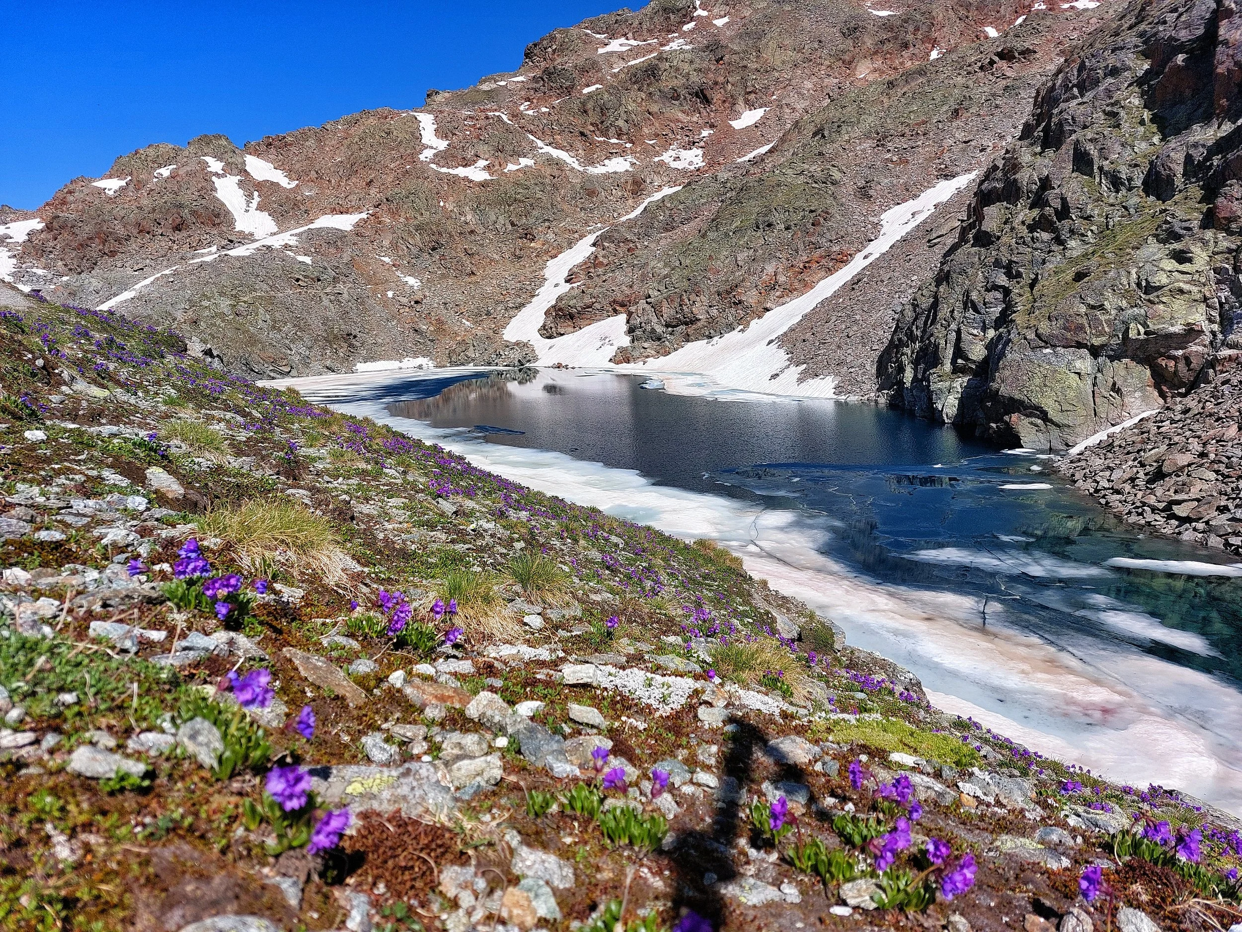Gletschersee in den Bergen mit blühenden violetten Alpenpflanzen im Vordergrund, schneebedeckte Hänge und Felsen im Hintergrund, blauer Himmel.