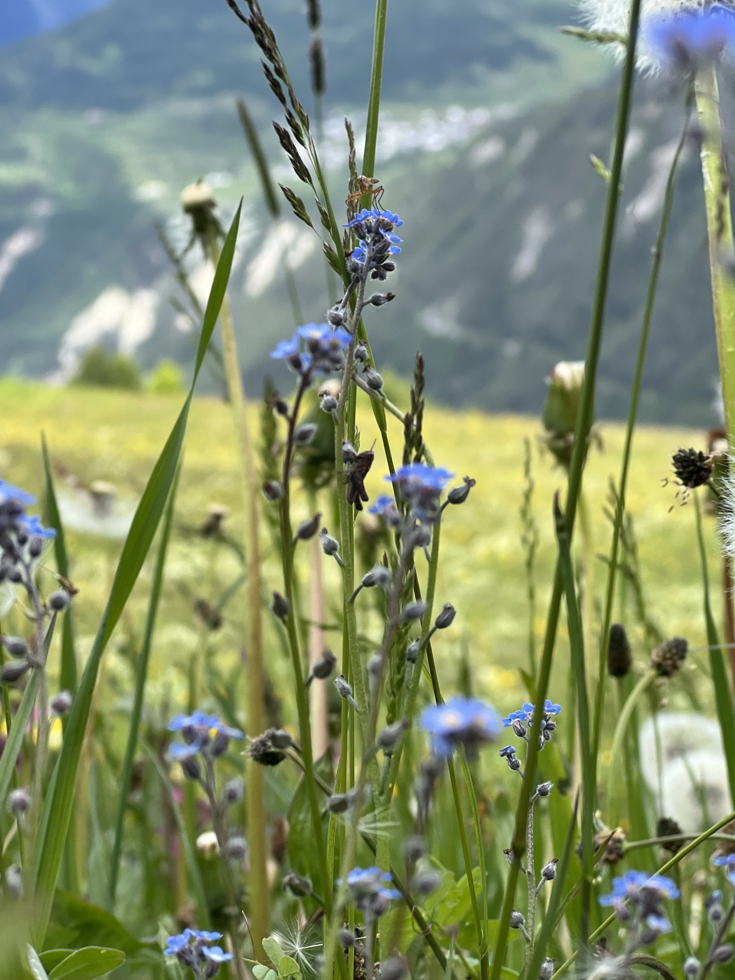 Blick auf eine grüne Wiesenlandschaft mit blauen Wildblumen, Gräsern und Bergen im Hintergrund.