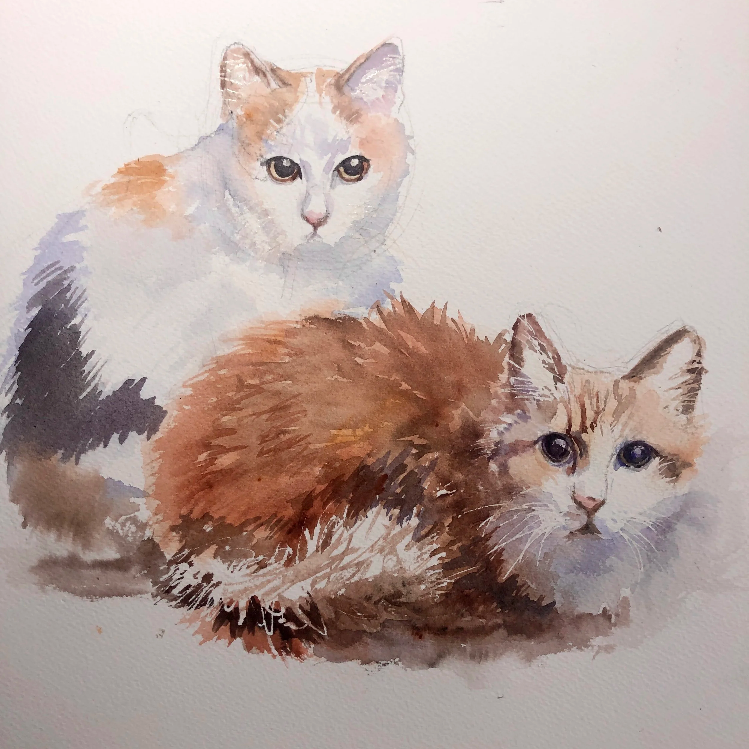 Recent commission - from clients 2-photos. Painted in Watercolours on suitable paper. 
10” x 10” : commission price: £200-350 