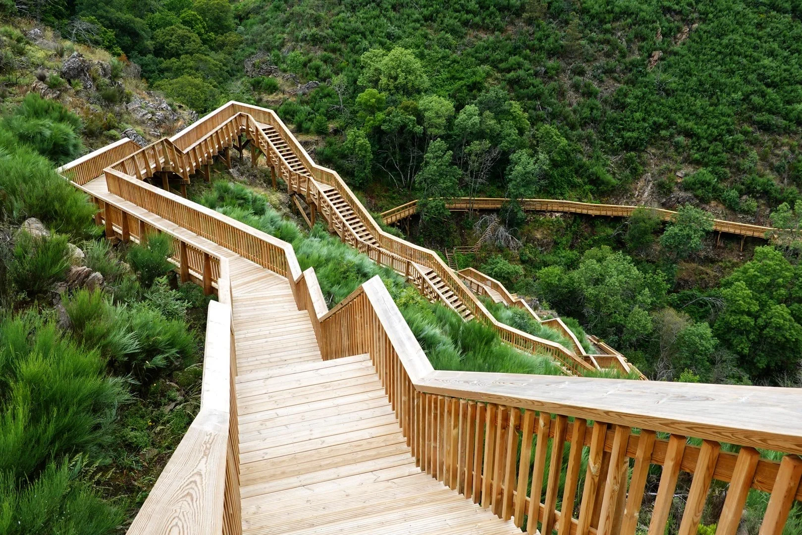 Passarela de madeira em uma área de floresta com vegetação verde densa.