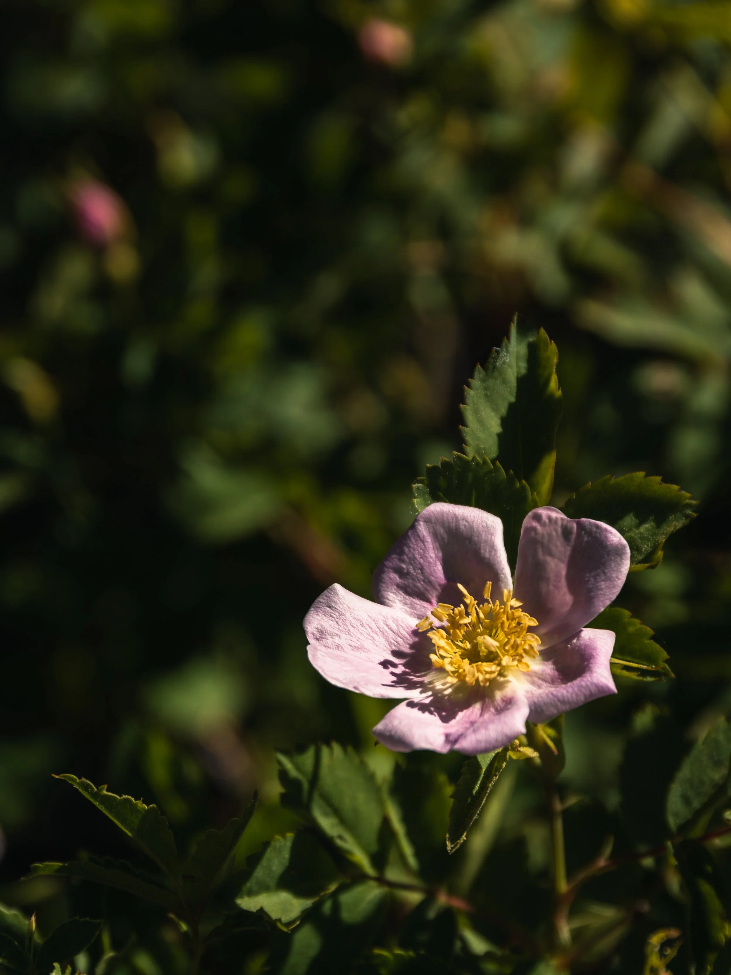 A close-up of a pink flower with yellow stamens, surrounded by green leaves, in natural sunlight.