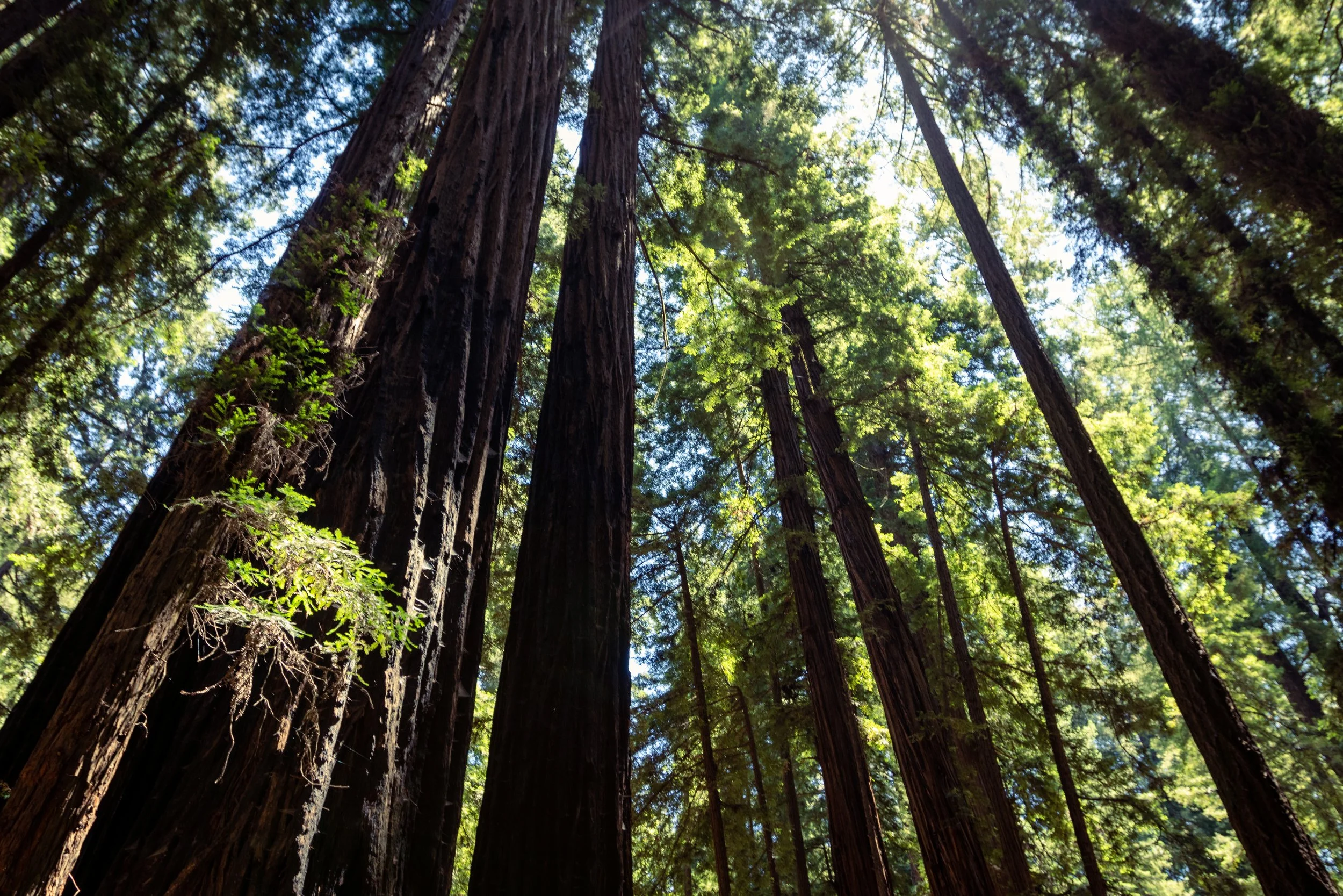 Tall redwood trees in a dense forest with green leaves and blue sky visible through the canopy.