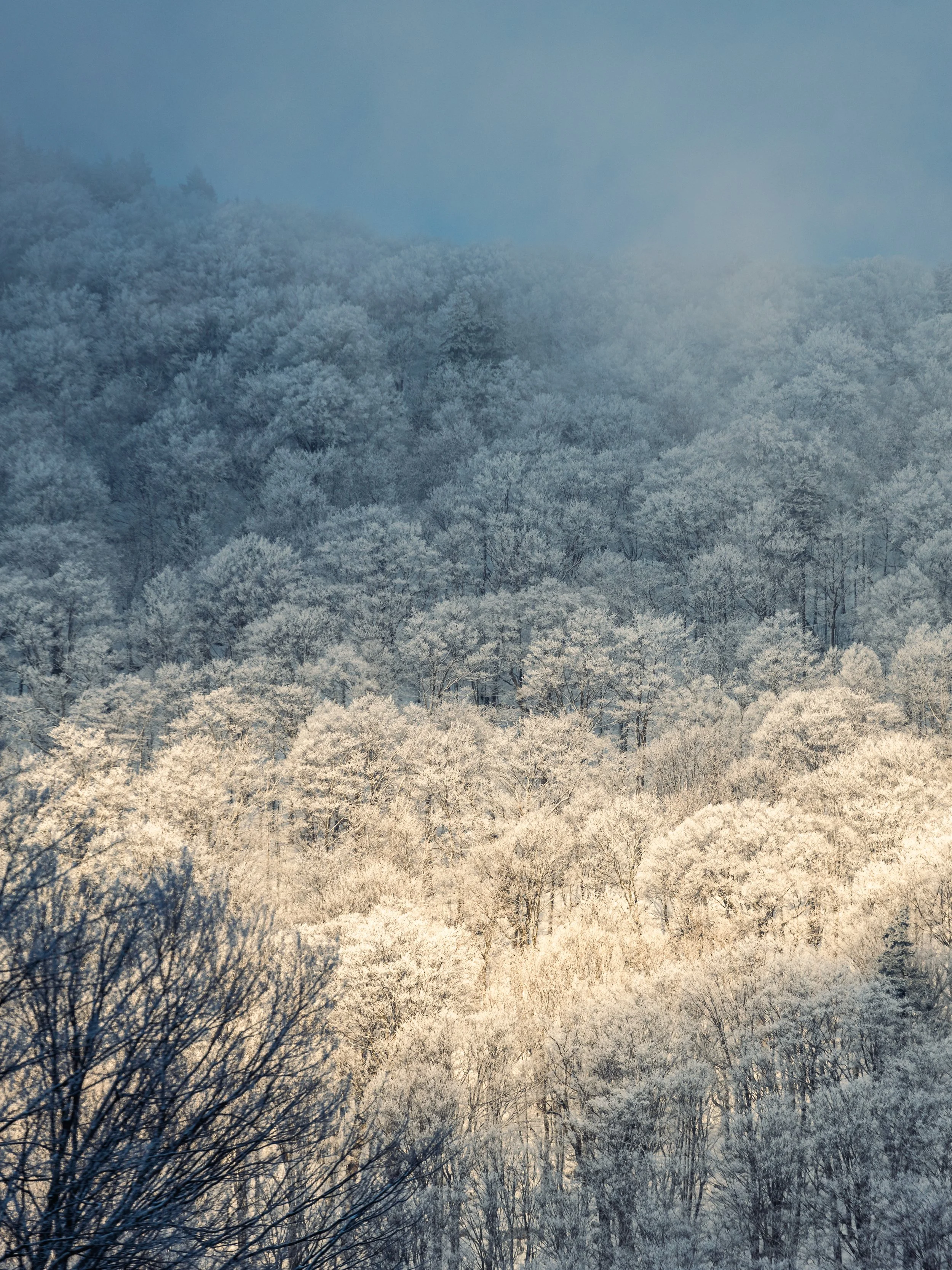 Snow-covered trees on a forested hillside with fog and a blue sky.