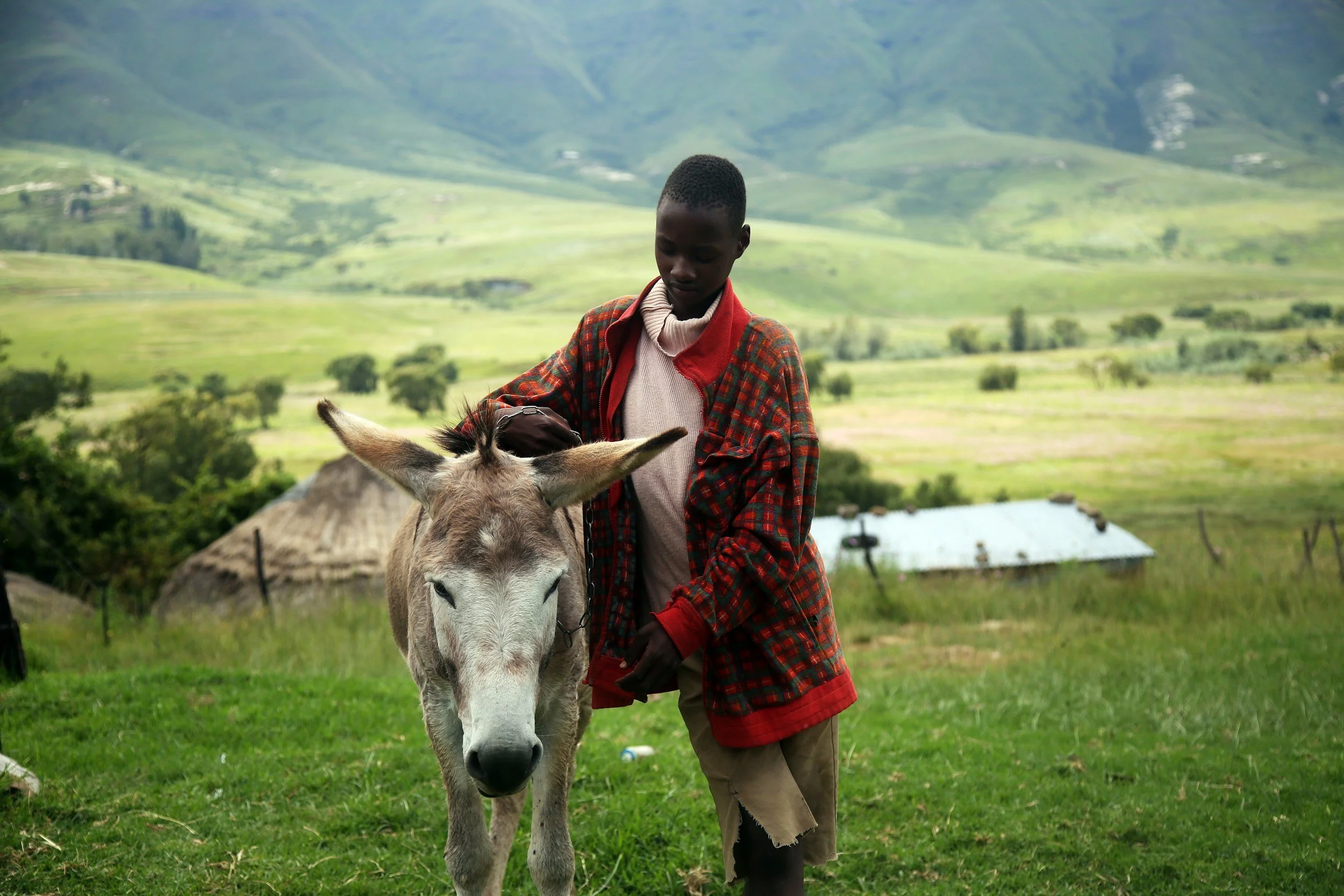 A young shepherd boy in a red plaid jacket and beige clothes standing outdoors with a donkey on a lush green hillside with mountains in the background in Lesotho.