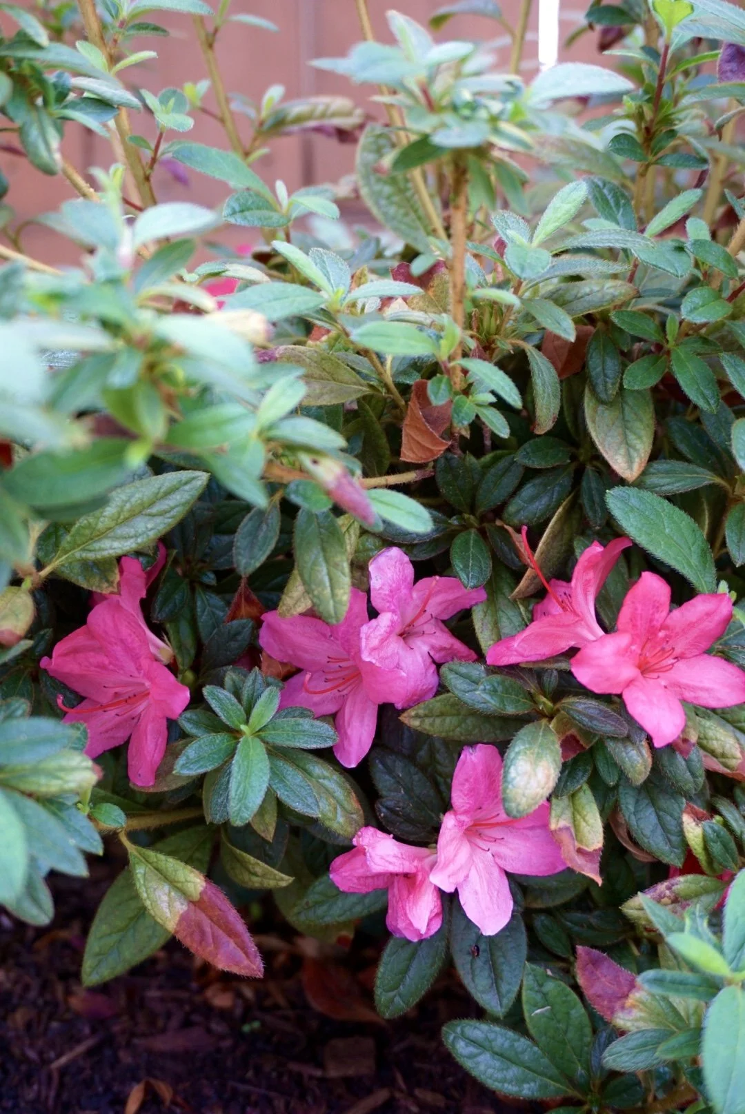 Backyard - Photo 9 (The Serene Space).JPG