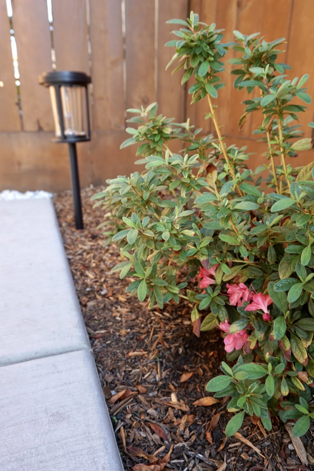 Backyard - Photo 8 (The Serene Space).JPG