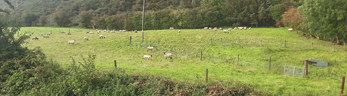 A green pasture with goats grazing, enclosed by fencing, with trees in the background and a cloudy sky.