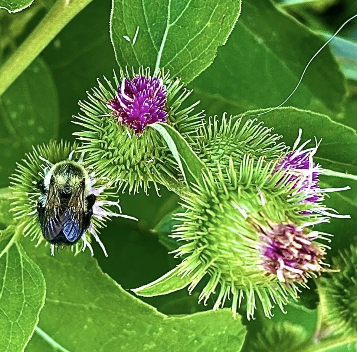 A bee collecting nectar from purple and green spiky flowers with green leaves in the background.