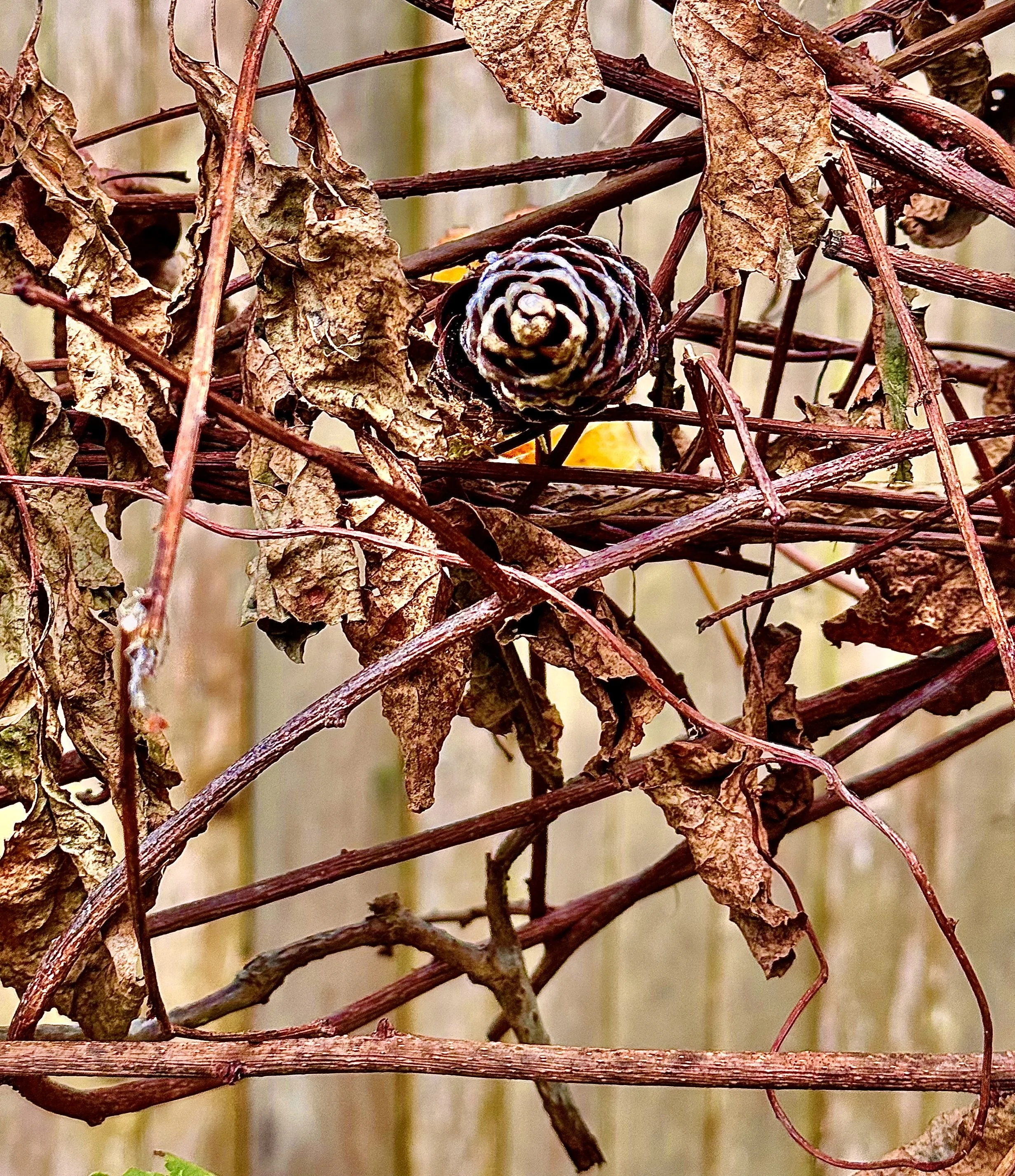 A pine cone resting among dried leaves and twigs on a wooden fence.