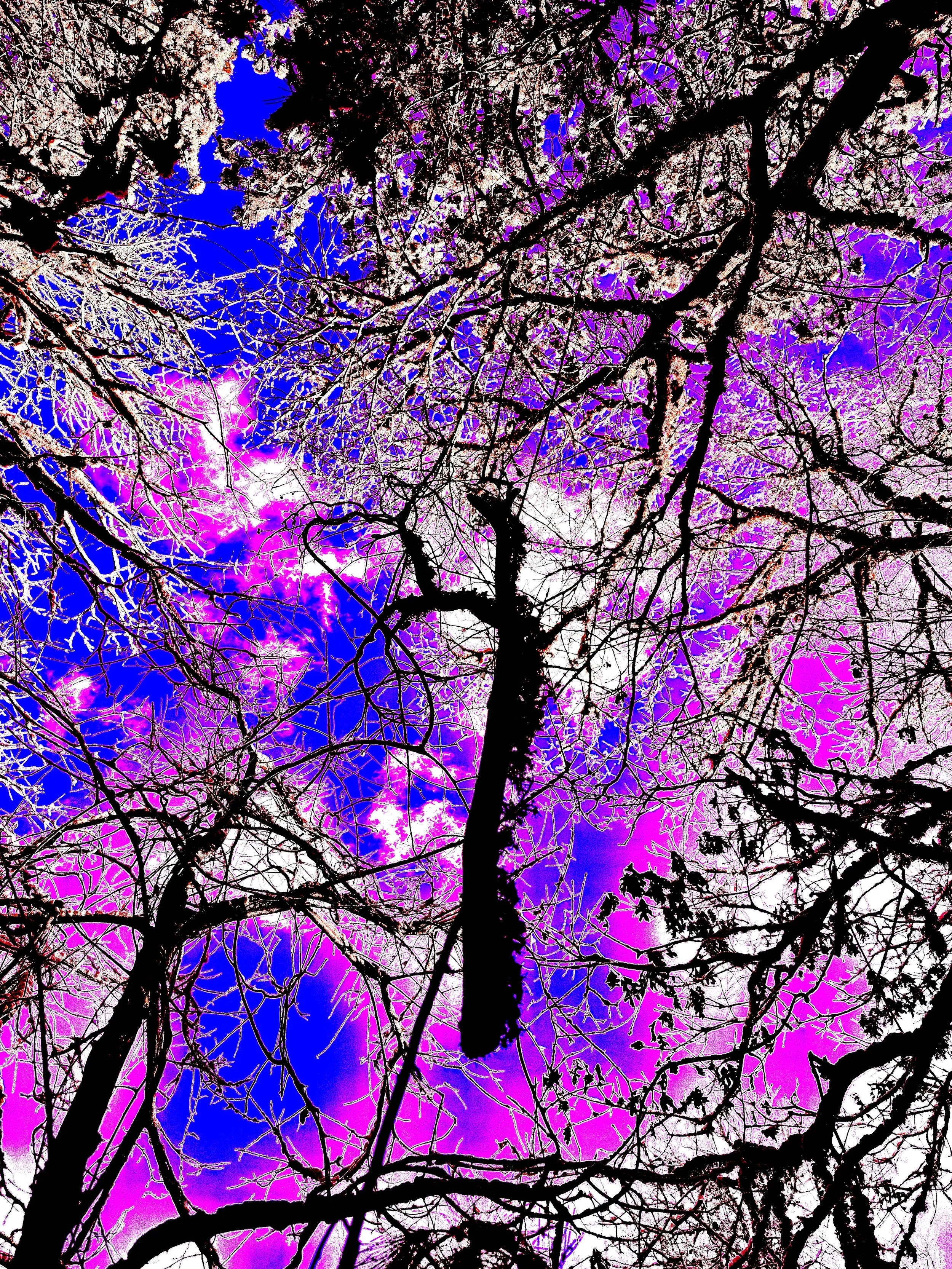 Silhouetted tree branches with pink, purple, and white leaves against a vivid blue sky.