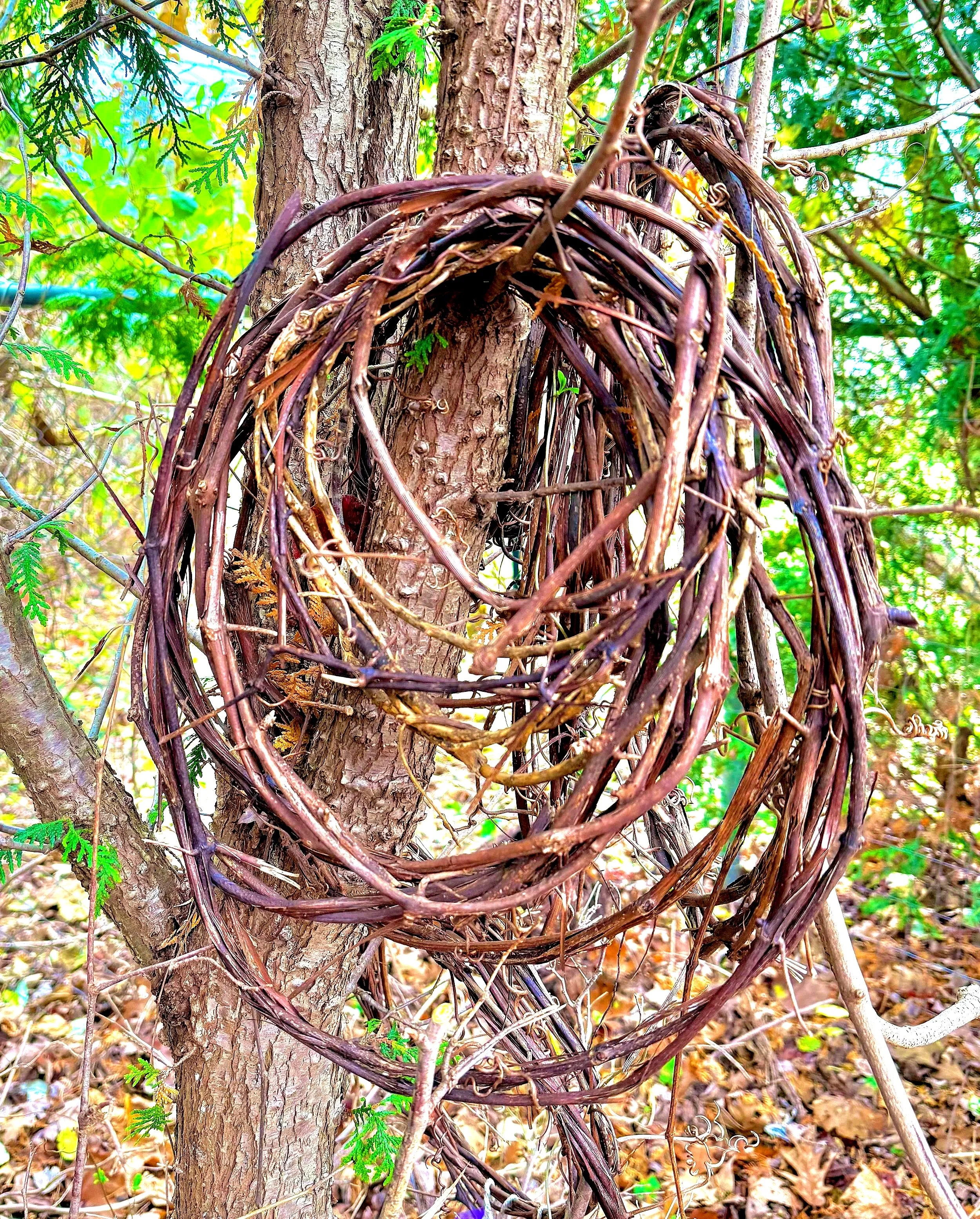A woven twig nest hanging on the trunk of a tree in a forest.