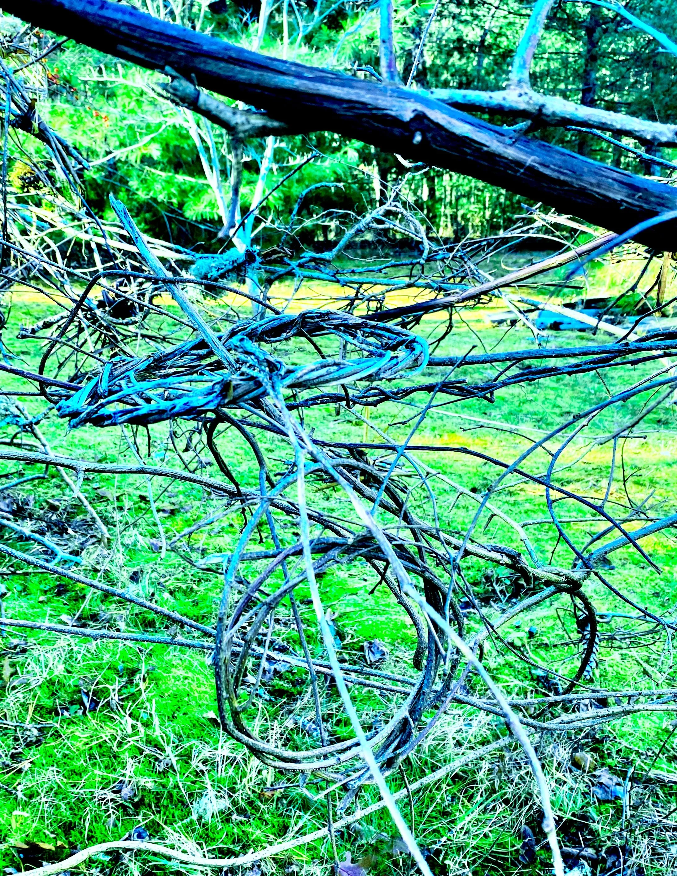 A tangled pile of branches and vines on a grassy forest floor with green trees in the background.