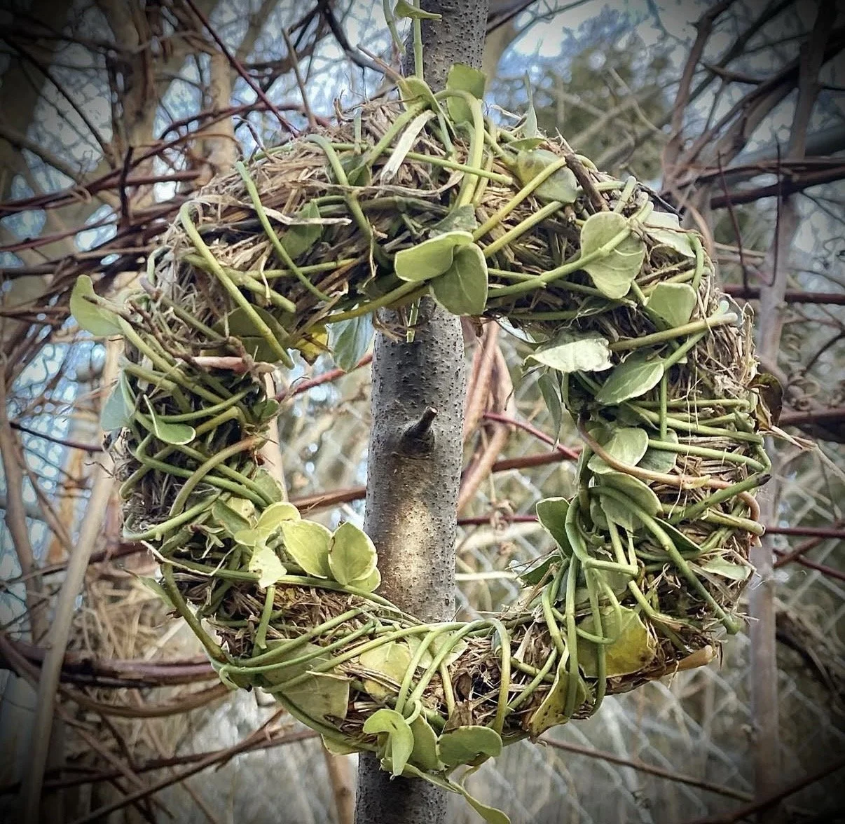 Close-up of a small tree with a wreath of vines and leaves around its trunk in a natural setting.