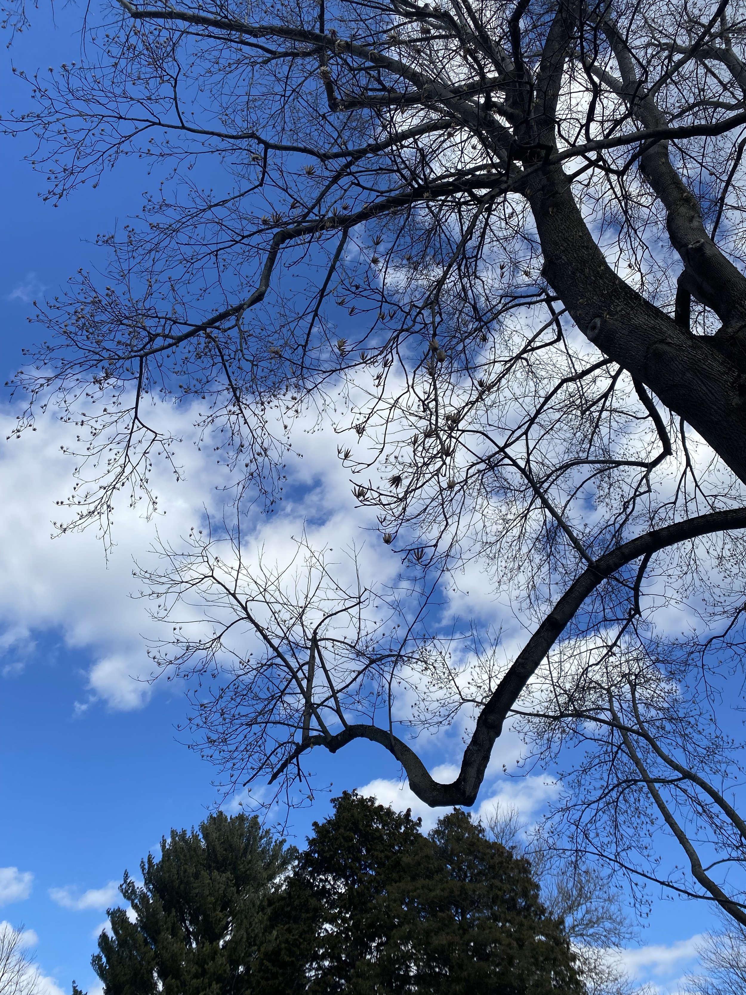 Tree with no leaves against a partly cloudy blue sky.